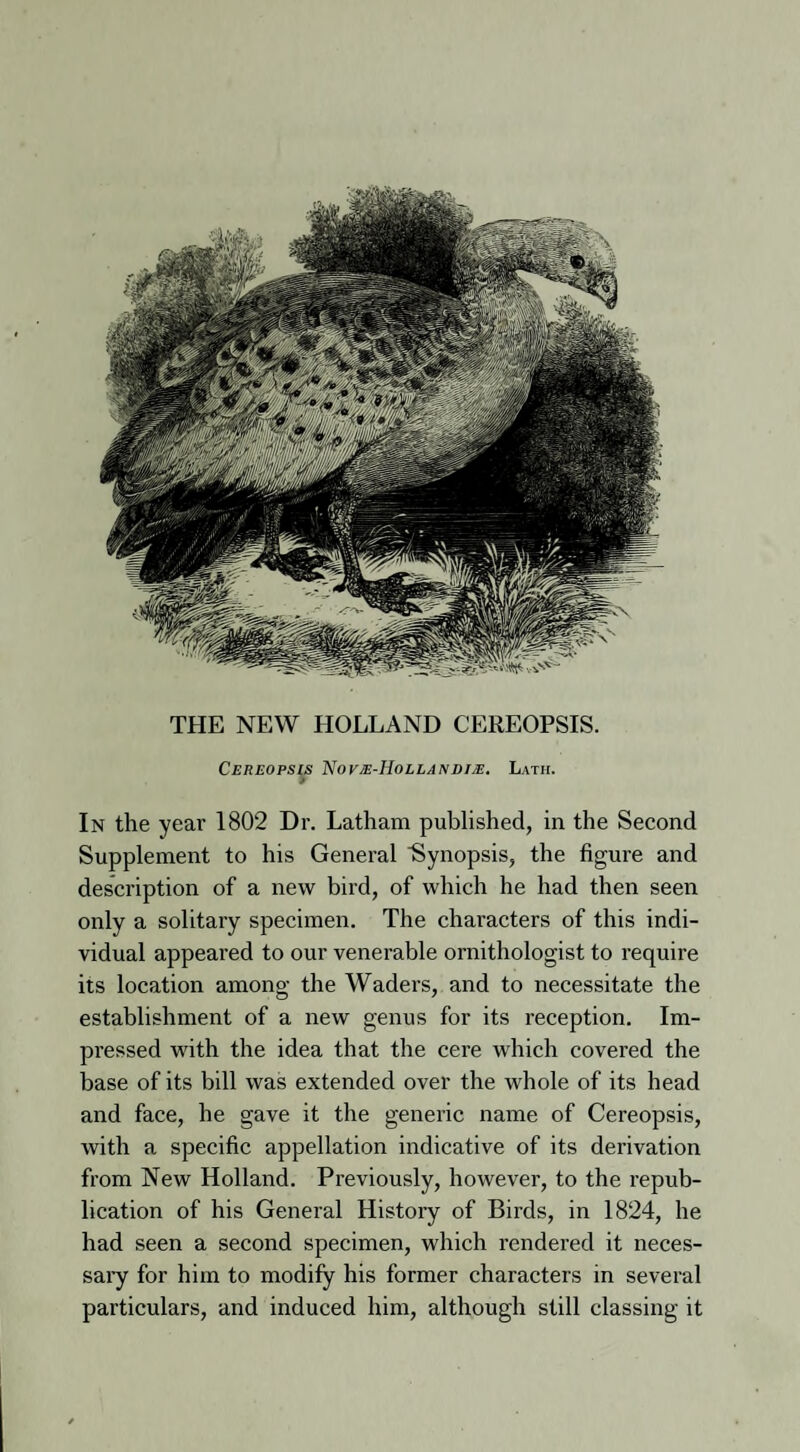 THE NEW HOLLAND CEREOPSIS. Cereopsis Novm-Hollandim. Lath. 9 In the year 1802 Dr. Latham published, in the Second Supplement to his General Synopsis, the figure and description of a new bird, of which he had then seen only a solitary specimen. The characters of this indi¬ vidual appeared to our venerable ornithologist to require its location among the Waders, and to necessitate the establishment of a new genus for its reception. Im¬ pressed with the idea that the cere which covered the base of its bill was extended over the whole of its head and face, he gave it the generic name of Cereopsis, with a specific appellation indicative of its derivation from New Holland. Previously, however, to the repub¬ lication of his General History of Birds, in 1824, he had seen a second specimen, which rendered it neces¬ sary for him to modify his former characters in several particulars, and induced him, although still classing it