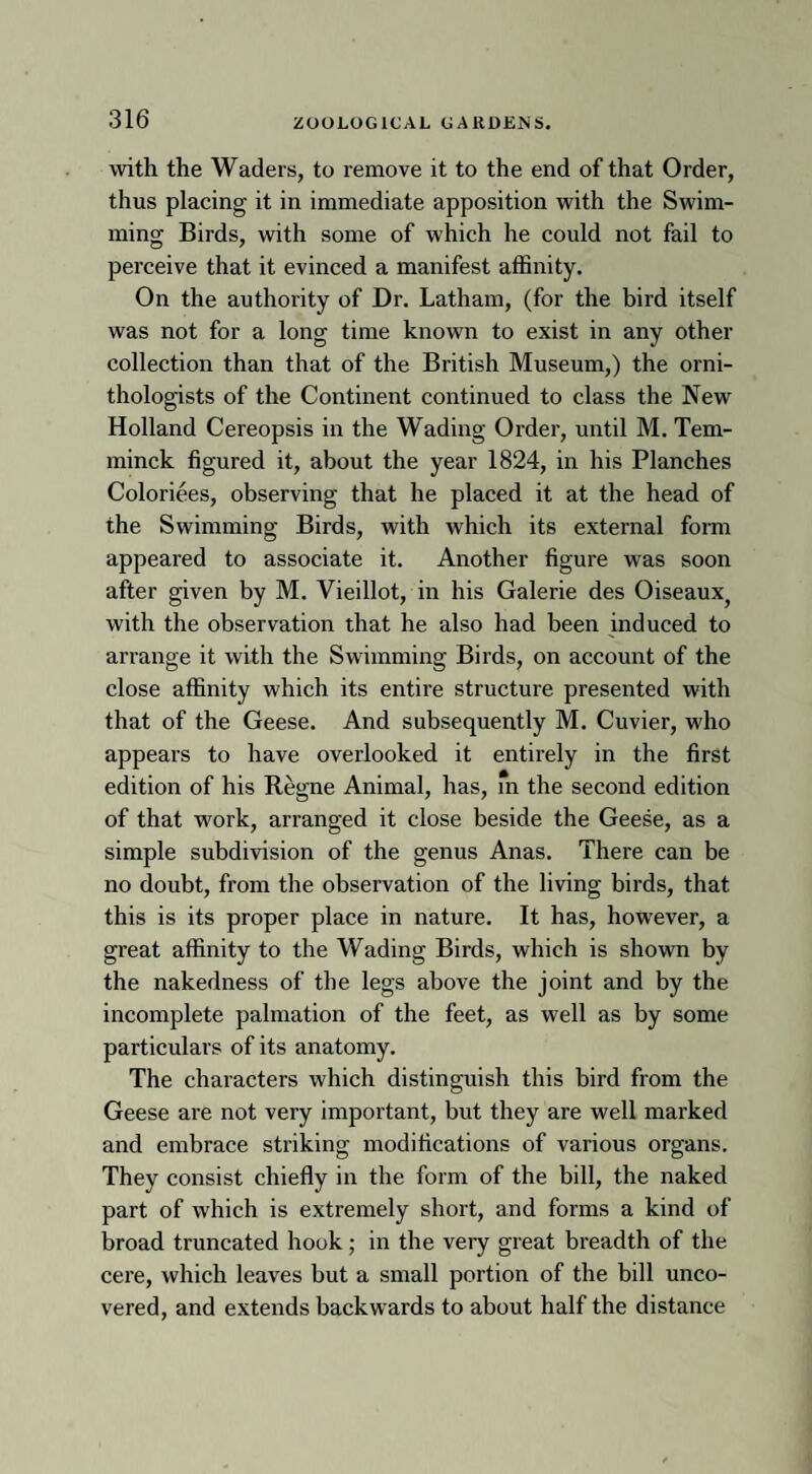 with the Waders, to remove it to the end of that Order, thus placing it in immediate apposition with the Swim¬ ming Birds, with some of which he could not fail to perceive that it evinced a manifest affinity. On the authority of Dr. Latham, (for the bird itself was not for a long time known to exist in any other collection than that of the British Museum,) the orni¬ thologists of the Continent continued to class the New Holland Cereopsis in the Wading Order, until M. Tem- minck figured it, about the year 1824, in his Planches Coloriees, observing that he placed it at the head of the Swimming Birds, with which its external form appeared to associate it. Another figure was soon after given by M. Vieillot, in his Galerie des Oiseaux^ with the observation that he also had been induced to arrange it with the Swimming Birds, on account of the close affinity which its entire structure presented with that of the Geese. And subsequently M. Cuvier, who appears to have overlooked it entirely in the first edition of his Regne Animal, has, in the second edition of that work, arranged it close beside the Geese, as a simple subdivision of the genus Anas. There can be no doubt, from the observation of the living birds, that this is its proper place in nature. It has, however, a great affinity to the Wading Birds, which is shown by the nakedness of the legs above the joint and by the incomplete palmation of the feet, as well as by some particulars of its anatomy. The characters which distinguish this bird from the Geese are not very important, but they are well marked and embrace striking modifications of various organs. They consist chiefly in the form of the bill, the naked part of which is extremely short, and forms a kind of broad truncated hook; in the very great breadth of the cere, which leaves but a small portion of the bill unco¬ vered, and extends backwards to about half the distance