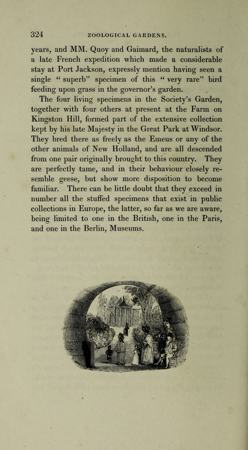 years, and MM. Quoy and Gaimard, the naturalists of a late French expedition which made a considerable stay at Port Jackson, expressly mention having seen a single “ superb” specimen of this “ very rare” bird feeding upon grass in the governor’s garden. The four living specimens in the Society’s Garden, together with four others at present at the Farm on Kingston Hill, formed part of the extensive collection kept by his late Majesty in the Great Park at Windsor. They bred there as freely as the Emeus or any of the other animals of New Holland, and are all descended from one pair originally brought to this country. They are perfectly tame, and in their behaviour closely re¬ semble geese, but show more disposition to become familiar. There can be little doubt that they exceed in number all the stuffed specimens that exist in public collections in Europe, the latter, so far as we are aware, being limited to one in the British, one in the Paris, and one in the Berlin, Museums.