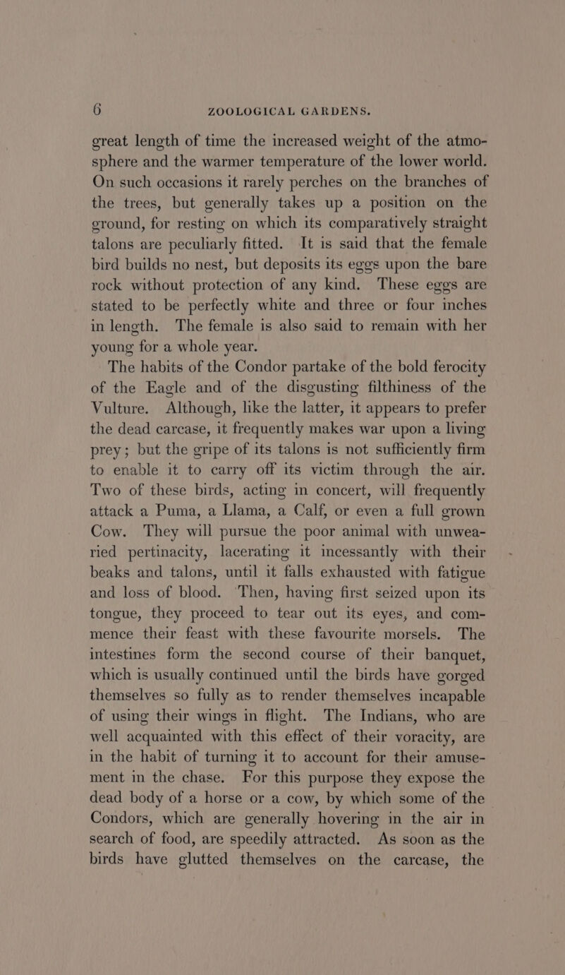 great length of time the increased weight of the atmo- sphere and the warmer temperature of the lower world. On such occasions it rarely perches on the branches of the trees, but generally takes up a position on the ground, for resting on which its comparatively straight talons are peculiarly fitted. It is said that the female bird builds no nest, but deposits its eggs upon the bare rock without protection of any kind. These eggs are stated to be perfectly white and three or four inches in length. The female is also said to remain with her young for a whole year. The habits of the Condor partake of the bold ferocity of the Eagle and of the disgusting filthiness of the Vulture. Although, like the latter, it appears to prefer the dead carcase, it frequently makes war upon a living prey; but the gripe of its talons is not sufficiently firm to enable it to carry off its victim through the air. Two of these birds, acting in concert, will frequently attack a Puma, a Llama, a Calf, or even a full grown Cow. They will pursue the poor animal with unwea- ried pertinacity, lacerating it incessantly with their beaks and talons, until it falls exhausted with fatigue and loss of blood. ‘Then, having first seized upon its tongue, they proceed to tear out its eyes, and com- mence their feast with these favourite morsels. The intestines form the second course of their banquet, which is usually continued until the birds have gorged themselves so fully as to render themselves incapable of using their wings in flight. The Indians, who are well acquainted with this effect of their voracity, are in the habit of turning it to account for their amuse- ment in the chase. For this purpose they expose the dead body of a horse or a cow, by which some of the - Condors, which are generally hovering in the air in search of food, are speedily attracted. As soon as the birds have glutted themselves on the carcase, the
