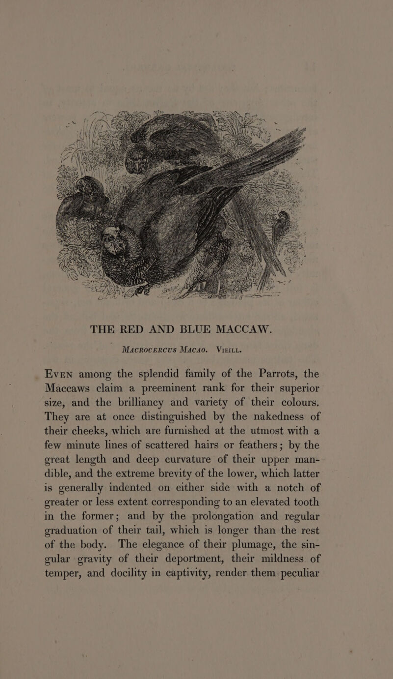 Even among the splendid family of the Parrots, the Maccaws claim a preeminent rank for their superior size, and the brilliancy and variety of their colours. They are at once distinguished by the nakedness of their cheeks, which are furnished at the utmost with a few minute lines of scattered hairs or feathers; by the great length and deep curvature of their upper man- dible, and the extreme brevity of the lower, which latter is generally indented on either side with a notch of greater or less extent corresponding to an elevated tooth in the former; and by the prolongation and regular graduation of their tail, which is longer than the rest of the body. The elegance of their plumage, the sin- gular gravity of their deportment, their mildness. of temper, and docility in captivity, render them. peculiar