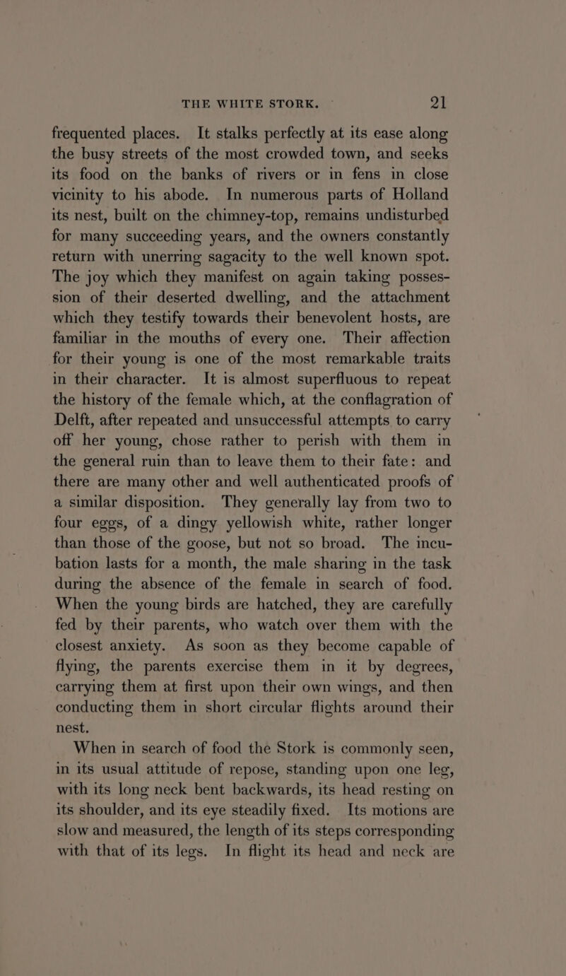 frequented places. It stalks perfectly at its ease along the busy streets of the most crowded town, and seeks its food on the banks of rivers or in fens in close vicinity to his abode. In numerous parts of Holland its nest, built on the chimney-top, remains undisturbed for many succeeding years, and the owners constantly return with unerring sagacity to the well known spot. The joy which they manifest on again taking posses- sion of their deserted dwelling, and the attachment which they testify towards their benevolent hosts, are familiar in the mouths of every one. Their affection for their young is one of the most remarkable traits in their character. It is almost superfluous to repeat the history of the female which, at the conflagration of Delft, after repeated and unsuccessful attempts to carry off her young, chose rather to perish with them in the general ruin than to leave them to their fate: and there are many other and well authenticated proofs of a similar disposition. They generally lay from two to four eggs, of a dingy yellowish white, rather longer than those of the goose, but not so broad. The incu- bation lasts for a month, the male sharing in the task during the absence of the female in search of food. When the young birds are hatched, they are carefully fed by their parents, who watch over them with the closest anxiety. As soon as they become capable of flying, the parents exercise them in it by degrees, carrying them at first upon their own wings, and then conducting them in short circular flights around their nest. When in search of food the Stork is commonly seen, in its usual attitude of repose, standing upon one leg, with its long neck bent backwards, its head resting on its shoulder, and its eye steadily fixed. Its motions are slow and measured, the length of its steps corresponding with that of its legs. In flight its head and neck are
