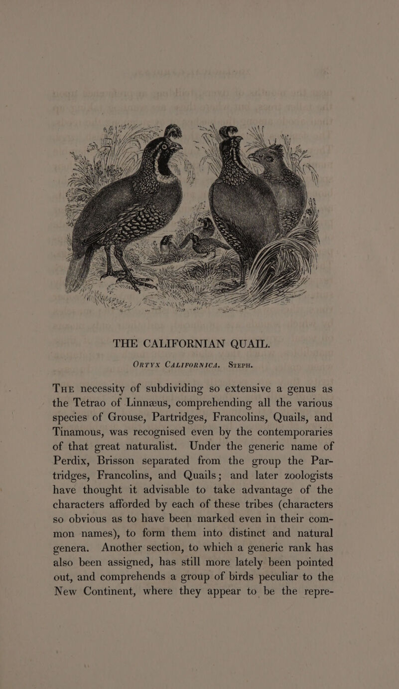 OrTYX CALIFORNICA, StreEPn. THE necessity of subdividing so extensive a genus as the Tetrao of Linneus, comprehending all the various species of Grouse, Partridges, Francolins, Quails, and Tinamous, was recognised even by the contemporaries of that great naturalist. Under the generic name of Perdix, Brisson separated from the group the Par- tridges, Francolins, and Quails; and later zoologists have thought it advisable to take advantage of the characters afforded by each of these tribes (characters so obvious as to have been marked even in their com- mon names), to form them into distinct and natural genera. Another section, to which a generic rank has also been assigned, has still more lately been pointed out, and comprehends a group of birds peculiar to the New Continent, where they appear to be the repre-