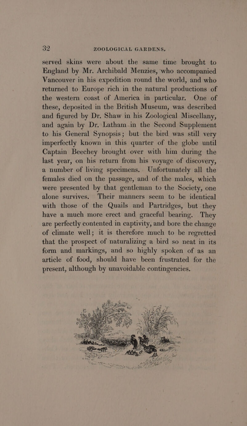 served skins were about the same time brought to England by Mr. Archibald Menzies, who accompanied Vancouver in his expedition round the world, and who returned to Europe rich in the natural productions of the western coast of America in particular. One of these, deposited in the British Museum, was described and figured by Dr. Shaw in his Zoological Miscellany, and again by Dr. Latham-in the Second Supplement to his General Synopsis; but the bird was still very imperfectly known in this quarter of the globe until Captain Beechey brought over with him during the last year, on his return from his voyage of discovery, a number of living specimens. Unfortunately all the females died on the passage, and of the males, which were presented by that gentleman to the Society, one alone survives. Their manners seem to be identical with those of the Quails and Partridges, but they have a much more erect and graceful bearing. They are perfectly contented in captivity, and bore the change of climate well; it is therefore much to be regretted that the prospect of naturalizing a bird so neat in its form and markings, and so highly spoken of as an article of food, should have been frustrated for the present, although by unavoidable contingencies.