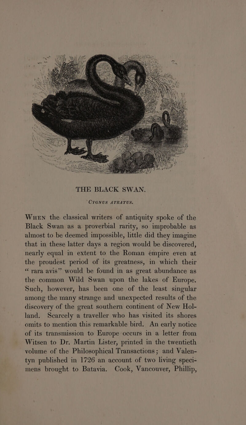 ‘CYGNUS ATRATUS. WueEn the classical writers of antiquity spoke of the Black Swan as a proverbial rarity, so improbable as almost to be deemed impossible, little did they imagine that in these latter days a region would be discovered, nearly equal in extent to the Roman empire even at the proudest period of its greatness, in which their “ rara avis” would be found in as great abundance as the common Wild Swan upon the lakes of Europe. Such, however, has been one of the least singular among the many strange and unexpected results of the discovery of the great southern continent of New Hol- land. Scarcely a traveller who has visited its shores omits to mention this remarkable bird. An early notice of its transmission to Europe occurs in a letter from Witsen to Dr. Martin Lister, printed in the twentieth volume of the Philosophical Transactions; and Valen- tyn published in 1726 an account of two living speci- mens brought to Batavia. Cook, Vancouver, Phillip,