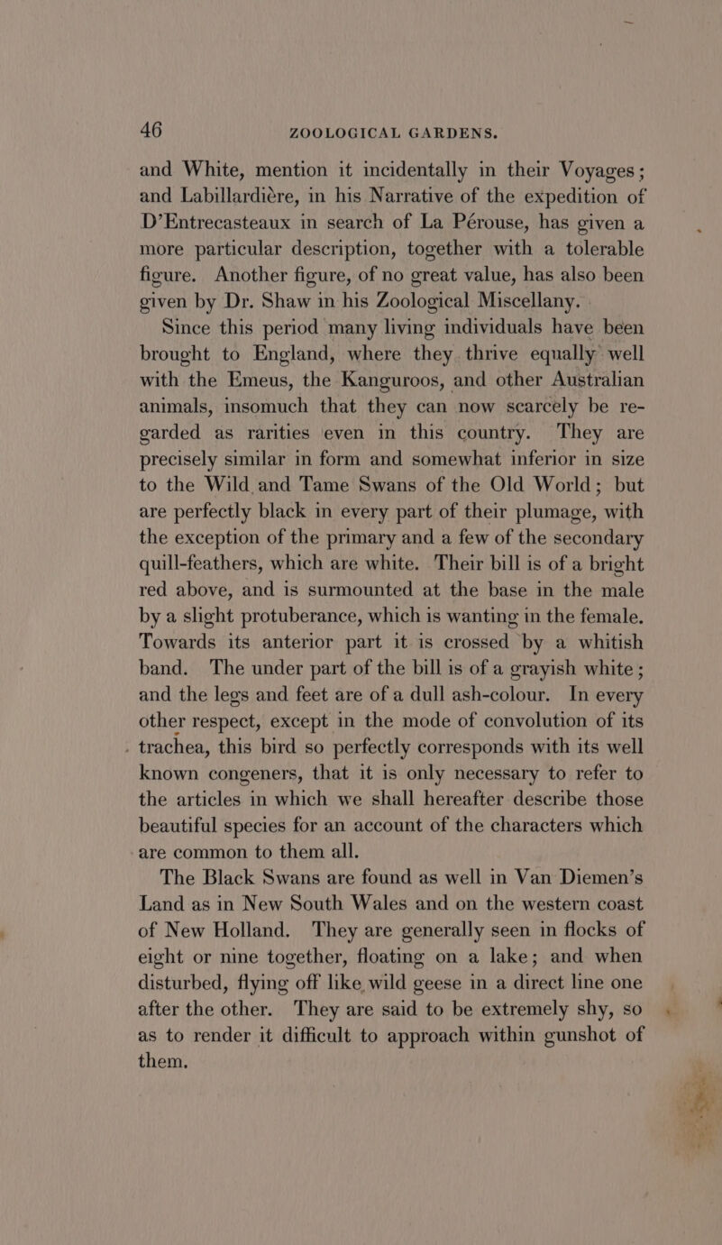 and White, mention it incidentally in their Voyages ; and Labillardi¢re, in his Narrative of the expedition of D’Entrecasteaux in search of La Pérouse, has given a more particular description, together with a tolerable figure. Another figure, of no great value, has also been given by Dr. Shaw in his Zoological Miscellany. Since this period many living individuals have been brought to England, where they. thrive equally well with the Emeus, the Kanguroos, and other Australian animals, insomuch that they can now scarcely be re- garded as rarities even in this country. They are precisely similar in form and somewhat inferior in size to the Wild and Tame Swans of the Old World; but are perfectly black in every part of their plumage, with the exception of the primary and a few of the secondary quill-feathers, which are white. Their bill is of a bright red above, and is surmounted at the base in the male by a slight protuberance, which is wanting in the female. Towards its anterior part it is crossed by a whitish band. The under part of the bill is of a grayish white ; and the legs and feet are of a dull ash-colour. In every other respect, except in the mode of convolution of its _ trachea, this bird so perfectly corresponds with its well known congeners, that it is only necessary to refer to the articles in which we shall hereafter describe those beautiful species for an account of the characters which are common to them all. The Black Swans are found as well in Van Diemen’s Land as in New South Wales and on the western coast of New Holland. They are generally seen in flocks of eight or nine together, floating on a lake; and when disturbed, flying off like wild geese in a direct line one after the other. They are said to be extremely shy, so as to render it difficult to approach within gunshot of them. | / ; Pet“ Se. 5 - ka