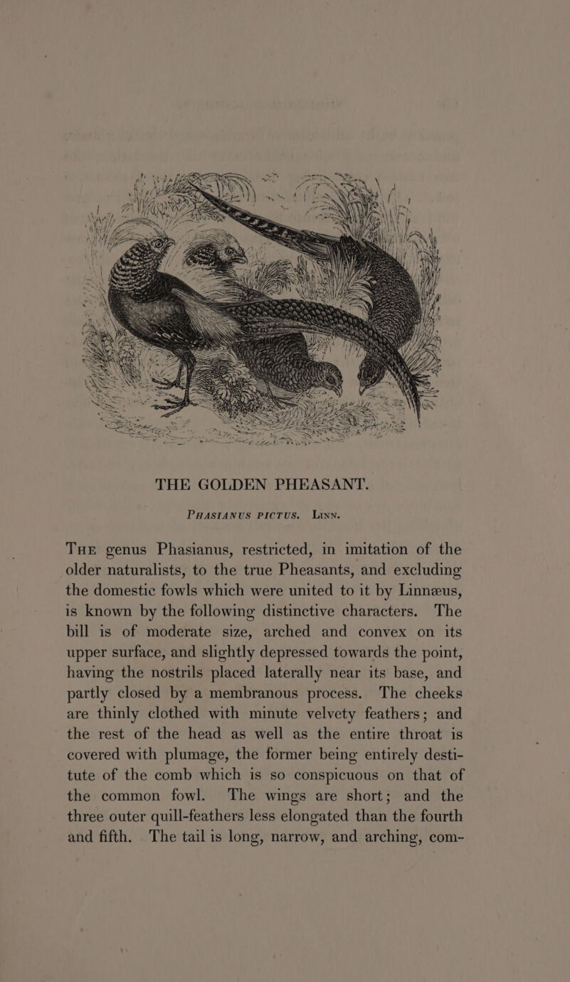 THE GOLDEN PHEASANT. PHASIANUS PICTUS. Linn. THE genus Phasianus, restricted, in imitation of the older naturalists, to the true Pheasants, and excluding the domestic fowls which were united to it by Linneus, is known by the following distinctive characters. The bill is of moderate size, arched and convex on its upper surface, and slightly depressed towards the point, having the nostrils placed laterally near its base, and partly closed by a membranous process. The cheeks are thinly clothed with minute velvety feathers; and the rest of the head as well as the entire throat is covered with plumage, the former being entirely desti- tute of the comb which is so conspicuous on that of the common fowl. The wings are short; and the three outer quill-feathers less elongated than the fourth and fifth. The tail is long, narrow, and arching, com-