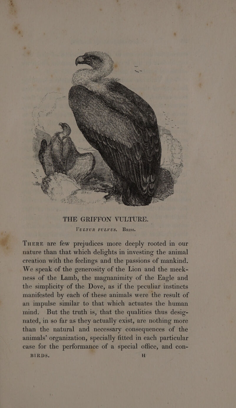 i ¥} THE GRIFFON VULTURE. , VULTUR FULVUS. Briss. THERE are few prejudices more deeply rooted in our nature than that which delights in investing the animal creation with the feelings and the passions of mankind. We speak of the generosity of the Lion and the meek- ness of the Lamb, the magnanimity of the Eagle and the simplicity of the Dove, as if the peculiar instincts manifested by each of these animals were the result of an impulse similar to that which actuates the human mind. But the truth is, that the qualities thus desig- nated, in so far as they actually exist, are nothing more than the natural and necessary consequences of the animals’ organization, specially fitted in each particular case for the performance of a special office, and con- BIRDS. H