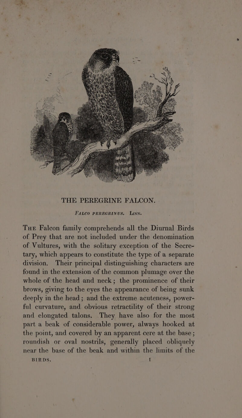 FALCO PEREGRINUS. Linn. Tue Falcon family comprehends all the Diurnal Birds of Prey that are not included under the denomination of Vultures, with the solitary exception of the Secre- tary, which appears to constitute the type of a separate division. Their principal distinguishing characters are found in the extension of the common plumage over the whole of the head and neck; the prominence of their brows, giving to the eyes the appearance of being sunk deeply in the head ; and the extreme acuteness, power- ful curvature, and obvious retractility of their strong and elongated talons. They have also for the most part a beak of considerable power, always hooked at the point, and covered by an apparent cere at the base ; roundish or oval nostrils, generally placed obliquely near the base of the beak and within the limits of the BIRDS, I