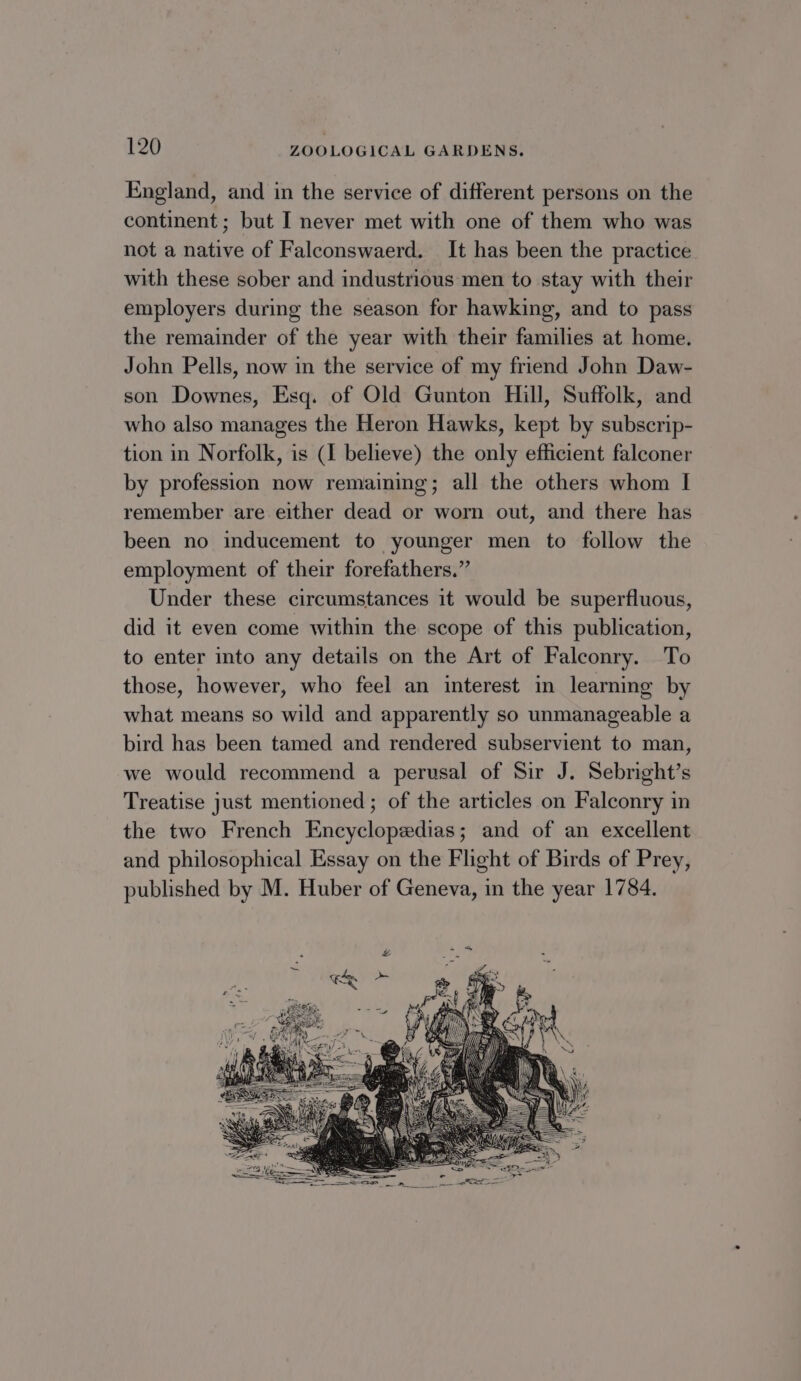 England, and in the service of different persons on the continent; but I never met with one of them who was not a native of Falconswaerd. It has been the practice with these sober and industrious men to stay with their employers during the season for hawking, and to pass the remainder of the year with their families at home. John Pells, now in the service of my friend John Daw- son Downes, Esq. of Old Gunton Hill, Suffolk, and who also manages the Heron Hawks, kept by subscrip- tion in Norfolk, is (I believe) the only efficient falconer by profession now remaining; all the others whom I remember are either dead or worn out, and there has been no inducement to younger men to follow the employment of their forefathers.” Under these circumstances it would be superfluous, did it even come within the scope of this publication, to enter into any details on the Art of Falconry. To those, however, who feel an interest in learning by what means so wild and apparently so unmanageable a bird has been tamed and rendered subservient to man, we would recommend a perusal of Sir J. Sebright’s Treatise just mentioned ; of the articles on Falconry in the two French Encyclopedias; and of an excellent and philosophical Essay on the Flight of Birds of Prey, published by M. Huber of Geneva, in the year 1784.