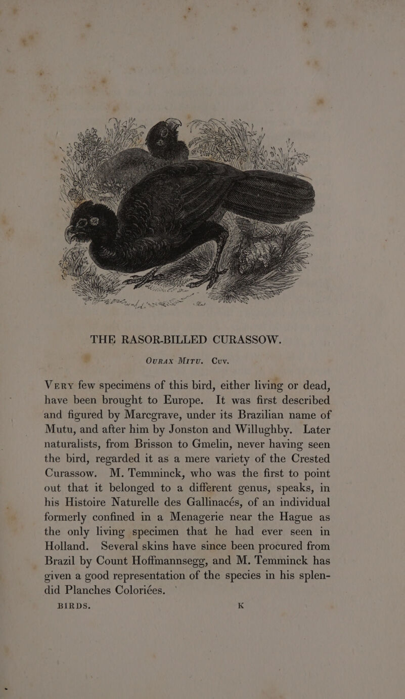 Ovrax MitTv. Cvv. Very few specimens of this bird, either living or dead, have been brought to Europe. It was first described and figured by Marcgrave, under its Brazilian name of Mutu, and after him by Jonston and Willughby. Later naturalists, from Brisson to Gmelin, never having seen the bird, regarded it as a mere variety of the Crested Curassow. M. Temminck, who was the first to point out that it belonged to a different genus, speaks, in his Histoire Naturelle des Gallinacés, of an individual formerly confined in a Menagerie near the Hague as the only living specimen that he had ever seen in Holland. Several skins have since been procured from Brazil by Count Hoffmannsegg, and M. Temminck has given a good representation of the species in his splen- did Planches Coloriées. BIRDS. K