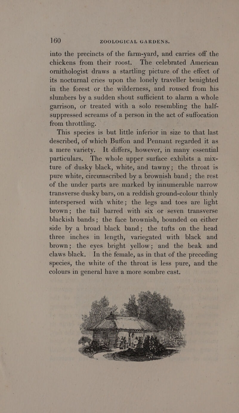 into the precincts of the farm-yard, and carries off the chickens from their roost. The celebrated American ornithologist draws a startling picture of the effect of its nocturnal cries upon the lonely traveller benighted in the forest or the wilderness, and roused from his slumbers by a sudden shout sufficient to alarm a whole garrison, or treated with a solo resembling the half- suppressed screams of a person in the act of suffocation from throttling. This species is but little inferior in size to that last described, of which Button and Pennant regarded it as a mere variety. It differs, however, in many essential particulars. The whole upper surface exhibits a mix- ture of dusky black, white, and tawny; the throat is pure white, circumscribed by a brownish band; the rest of the under parts are marked by innumerable narrow transverse dusky bars, on a reddish ground-colour thinly interspersed with white; the legs and toes are light brown; the tail barred with six or seven transverse blackish bands; the face brownish, bounded on either side by a broad black band; the tufts on the head three inches in length, variegated with black and brown; the eyes bright yellow; and the beak and claws black. In the female, as in that of the preceding species, the white of the throat is less pure, and the colours in general have a more sombre cast.