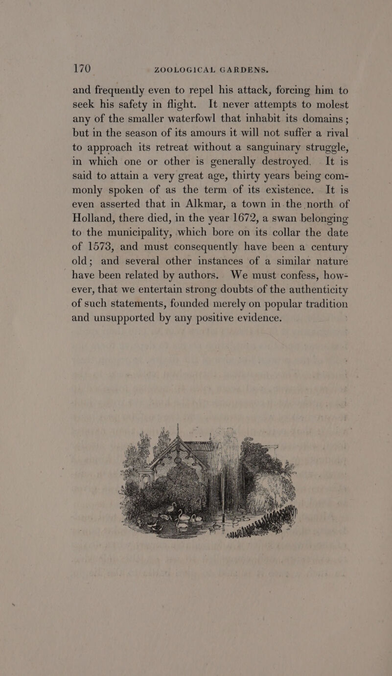 and frequently even to repel his attack, forcmg him to seek his safety in flight. It never attempts to molest any of the smaller waterfowl that habit its domains ; but in the season of its amours it will not suffer a rival to approach its retreat without a sanguinary struggle, in which one or other is generally destroyed. It is said to attain a very great age, thirty years being com- monly spoken of as the term of its existence. It is even asserted that in Alkmar, a town in the north of Holland, there died, in the year 1672, a swan belonging to the municipality, which bore on its collar the date of 1573, and must consequently have been a century old; and several other instances of a similar nature have been related by authors. We must confess, how- ever, that we entertain strong doubts of the authenticity of such statements, founded merely on popular tradition and unsupported by any positive evidence.
