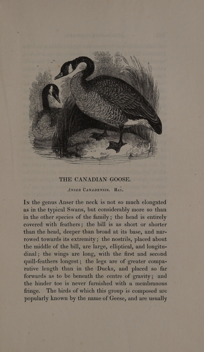 In the genus Anser the neck is not so much elongated as in the typical Swans, but considerably more so than in the other species of the family; the head is entirely covered with feathers; the bill is as short or shorter than the head, deeper than broad at its base, and nar- rowed towards its extremity; the nostrils, placed about the middle of the bill, are large, elliptical, and longitu- dinal; the wings are long, with the first and second quill-feathers longest; the legs are of greater compa- rative length than in the Ducks, and placed so far forwards as to be beneath the centre of gravity; and the hinder toe is never furnished with a membranous fringe. The birds of which this group is composed are popularly known by the name of Geese, and are usually