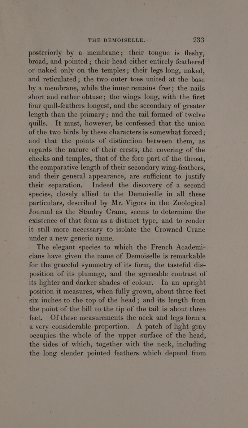 THE DEMOISELLE. Zoo posteriorly by a membrane; their tongue is fleshy, broad, and pointed ; their head either entirely feathered or naked only on the temples; their legs long, naked, and reticulated ; the two outer toes united at the base by a membrane, while the inner remains free; the nails short and rather obtuse; the wings long, with the first four quill-feathers longest, and the secondary of greater length than the primary; and the tail formed of twelve quills. It must, however, be confessed that the union of the two birds by these characters is somewhat forced ; and that the points of distinction between them, as regards the nature of their crests, the covering of the cheeks and temples, that of the fore part of the throat, the comparative length of their secondary wing-feathers, and their general appearance, are sufficient to justify their separation. Indeed the discovery of a second species, closely allied to the Demoiselle in all these particulars, described by Mr. Vigors in the Zoological Journal as the Stanley Crane, seems to determine the existence of that form as a distinct type, and to render it still more necessary to isolate the Crowned Crane under a new generic name. The elegant species to which the French Academi- cians have given the name of Demoiselle is remarkable for the graceful symmetry of its form, the tasteful dis- position of its plumage, and the agreeable contrast of its lighter and darker shades of colour. In an upright position it measures, when fully grown, about three feet six inches to the top of the head; and its length from the point of the bill to the tip of the tail is about three feet. Of these measurements the neck and legs form a a very considerable proportion. A patch of light gray occupies the whole of the upper surface of the head, the sides of which, together with the neck, including the long slender pointed feathers which depend from