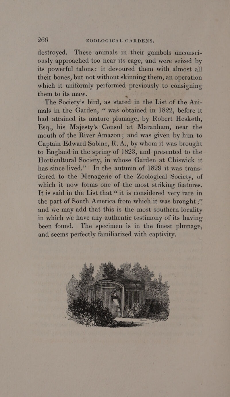 destroyed. ‘These animals in their gambols unconsci- ously approached too near its cage, and were seized by its powerful talons: it devoured them with almost all their bones, but not without skinning them, an operation which it uniformly performed previously to consignine them to its maw. hee The Society’s bird, as stated in the List of the Ani- mals in the Garden, “ was obtained in 1822, before it had attained its mature plumage, by Robert Hesketh, Esq., his Majesty’s Consul at Maranham, near the mouth of the River Amazon; and was given by him to Captain Edward Sabine, R. A., by whom it was brought to England in the spring of 1823, and presented to the Horticultural Society, in whose Garden at Chiswick it has since lived.” In the autumn of 1829 it was trans- ferred to the Menagerie of the Zoological Society, of which it now forms one of the most striking features. It is said in the List that “it is considered very rare in the part of South America from which it was brought ;” and we may add that this is the most southern locality in which we have any authentic testimony of its having been found. The specimen is in the finest plumage, and seems perfectly familiarized with captivity.