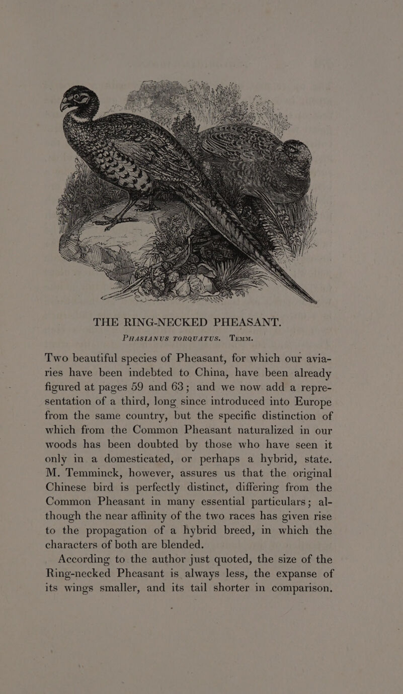 Two beautiful species of Pheasant, for which our avia- ries have been indebted to China, have been already figured at pages 59 and 63; and we now add a repre- sentation of a third, long since introduced into Europe from the same country, but the specific distinction of which from the Common Pheasant naturalized in our woods has been doubted by those who have seen it only in a domesticated, or perhaps a hybrid, state. M. Temminck, however, assures us that the original Chinese bird is perfectly distinct, differing from the Common Pheasant in many essential particulars; al- though the near affinity of the two races has given rise to the propagation of a hybrid breed, in which the characters of both are blended. According to the author just quoted, the size of the Ring-necked Pheasant is always less, the expanse of its wings smaller, and its tail shorter in comparison.