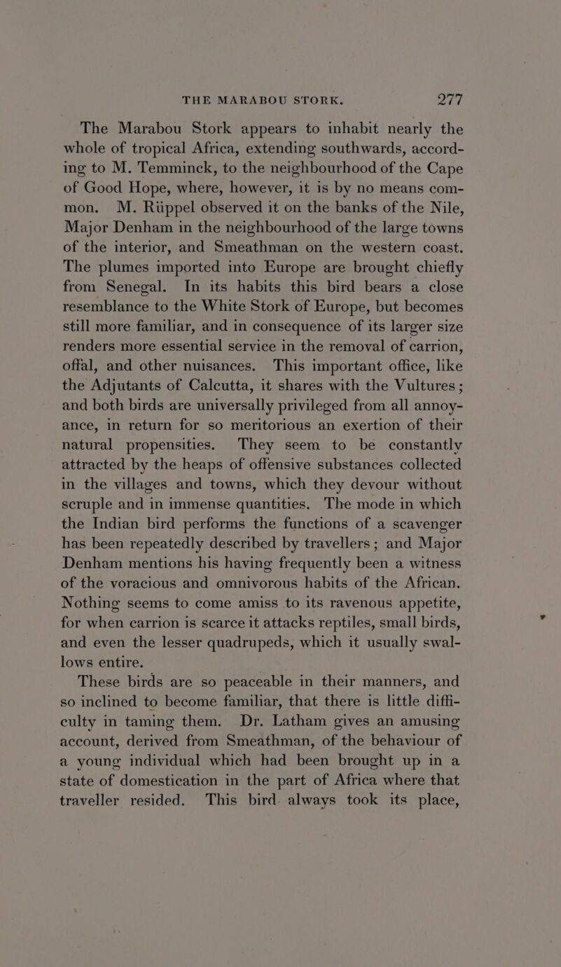 The Marabou Stork appears to inhabit nearly the whole of tropical Africa, extending southwards, accord- ing to M. Temminck, to the neighbourhood of the Cape of Good Hope, where, however, it is by no means com- mon. M. Ruppel observed it on the banks of the Nile, Major Denham in the neighbourhood of the large towns of the interior, and Smeathman on the western coast. The plumes imported into Europe are brought chiefly from Senegal. In its habits this bird bears a close resemblance to the White Stork of Europe, but becomes still more familiar, and in consequence of its larger size renders more essential service in the removal of carrion, offal, and other nuisances. This important office, like the Adjutants of Calcutta, it shares with the Vultures ; and both birds are universally privileged from all annoy- ance, in return for so meritorious an exertion of their natural propensities. They seem to be constantly attracted by the heaps of offensive substances collected in the villages and towns, which they devour without scruple and in immense quantities. The mode in which the Indian bird performs the functions of a scavenger has been repeatedly described by travellers; and Major Denham mentions his having frequently been a witness of the voracious and omnivorous habits of the African. Nothing seems to come amiss to its ravenous appetite, for when carrion is scarce it attacks reptiles, small birds, and even the lesser quadrupeds, which it usually swal- lows entire. These birds are so peaceable in their manners, and so inclined to become familiar, that there is little diffi- culty in taming them. Dr. Latham gives an amusing account, derived from Smeathman, of the behaviour of a young individual which had been brought up in a state of domestication in the part of Africa where that traveller resided. This bird. always took its place,