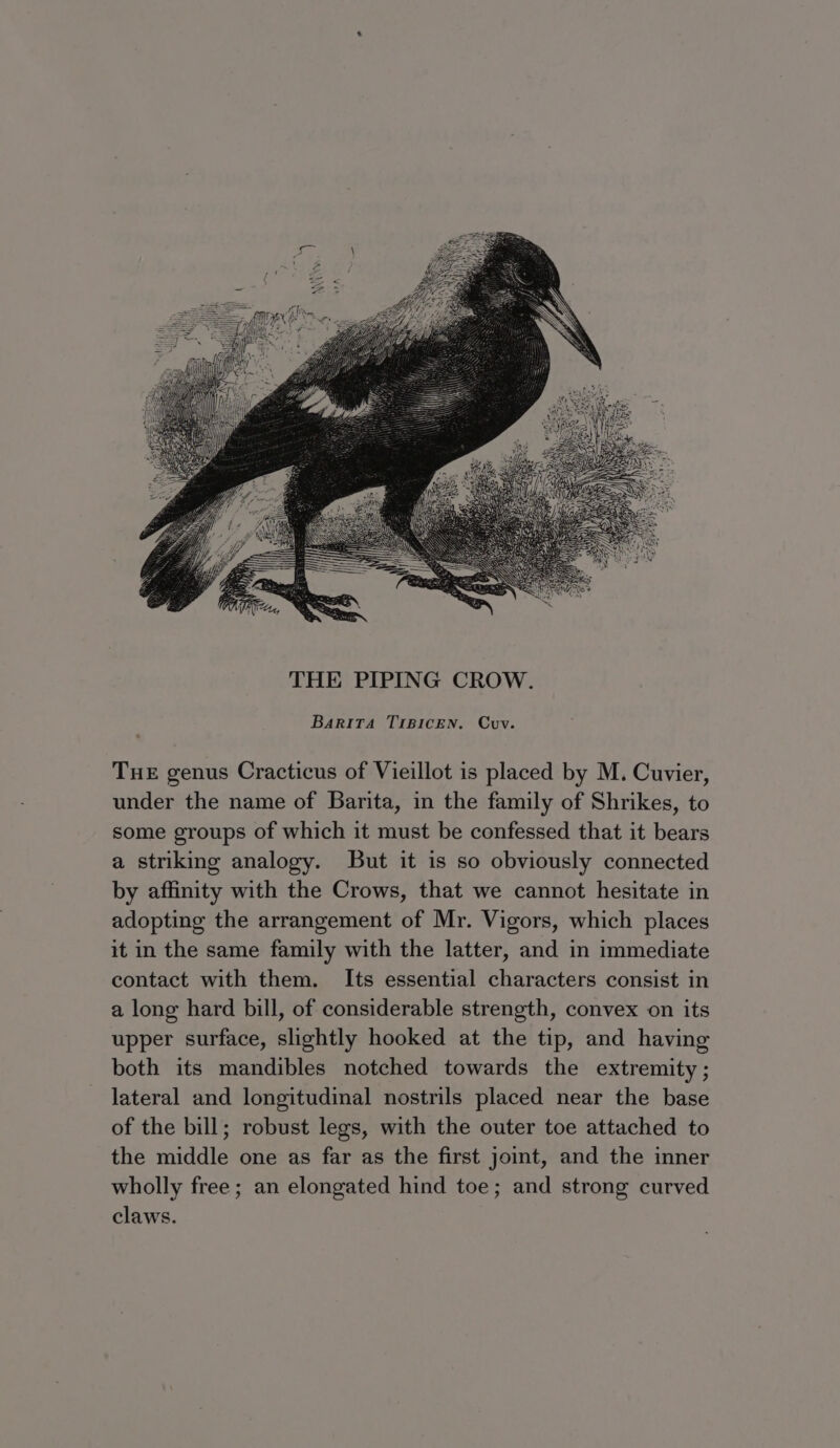 Tue genus Cracticus of Vieillot is placed by M. Cuvier, under the name of Barita, in the family of Shrikes, to some groups of which it must be confessed that it bears a striking analogy. But it is so obviously connected by affinity with the Crows, that we cannot hesitate in adopting the arrangement of Mr. Vigors, which places it in the same family with the latter, and in immediate contact with them. Its essential characters consist in a long hard bill, of considerable strength, convex on its upper surface, slightly hooked at the tip, and having both its mandibles notched towards the extremity ; lateral and longitudinal nostrils placed near the base of the bill; robust legs, with the outer toe attached to the middle one as far as the first joint, and the inner wholly free ; an elongated hind toe; and strong curved claws.