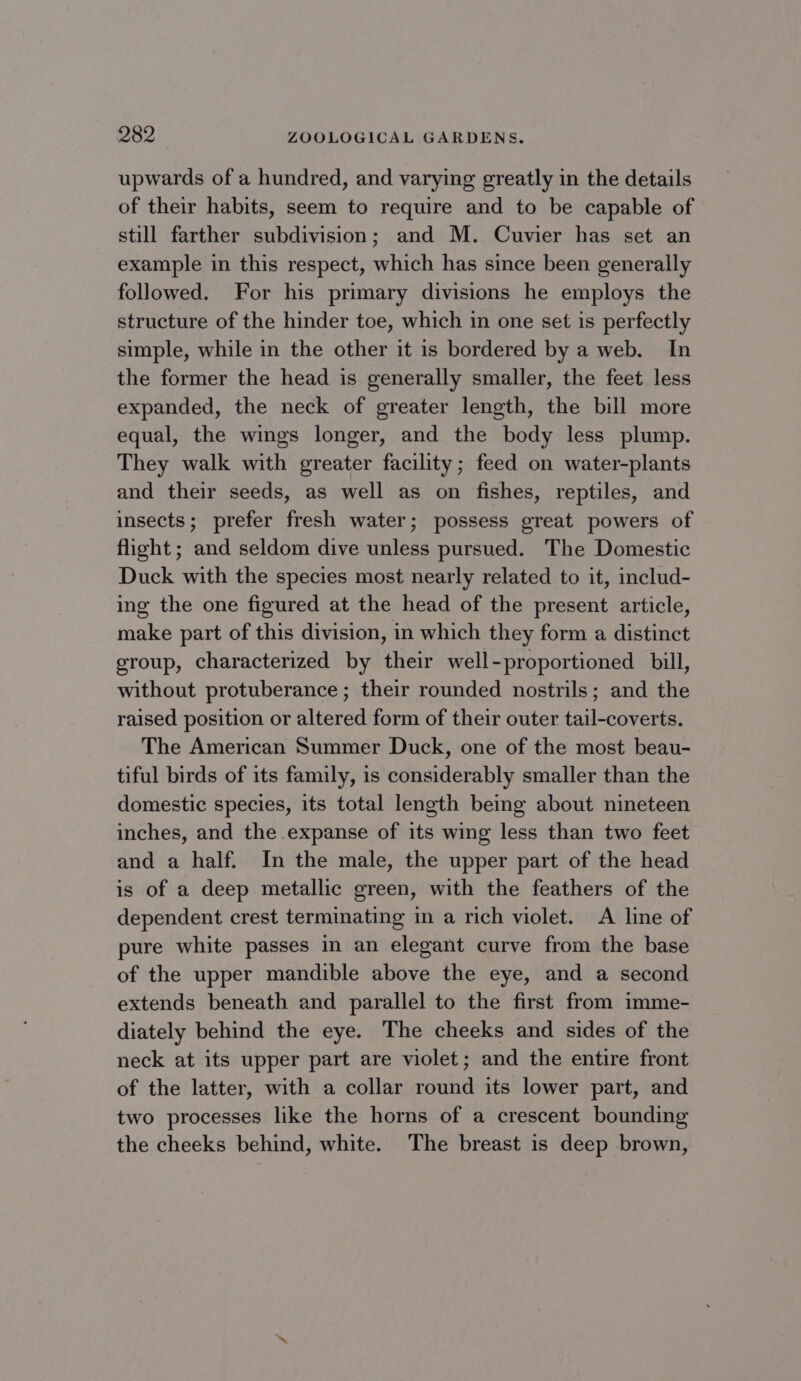 upwards of a hundred, and varying greatly in the details of their habits, seem to require and to be capable of still farther subdivision; and M. Cuvier has set an example in this respect, which has since been generally followed. For his primary divisions he employs the structure of the hinder toe, which in one set is perfectly simple, while in the other it is bordered by a web. In the former the head is generally smaller, the feet less expanded, the neck of greater length, the bill more equal, the wings longer, and the body less plump. They walk with greater facility; feed on water-plants and their seeds, as well as on fishes, reptiles, and insects; prefer fresh water; possess great powers of flight ; and seldom dive unless pursued. The Domestic Duck with the species most nearly related to it, includ- ing the one figured at the head of the present article, make part of this division, in which they form a distinct eroup, characterized by their well-proportioned bill, without protuberance; their rounded nostrils; and the raised position or altered form of their outer tail-coverts. The American Summer Duck, one of the most beau- tiful birds of its family, is considerably smaller than the domestic species, its total length being about nineteen inches, and the expanse of its wing less than two feet and a half. In the male, the upper part of the head is of a deep metallic green, with the feathers of the dependent crest terminating in a rich violet. A line of pure white passes in an elegant curve from the base of the upper mandible above the eye, and a second extends beneath and parallel to the first from imme- diately behind the eye. The cheeks and sides of the neck at its upper part are violet; and the entire front of the latter, with a collar round its lower part, and two processes like the horns of a crescent bounding the cheeks behind, white. The breast is deep brown,