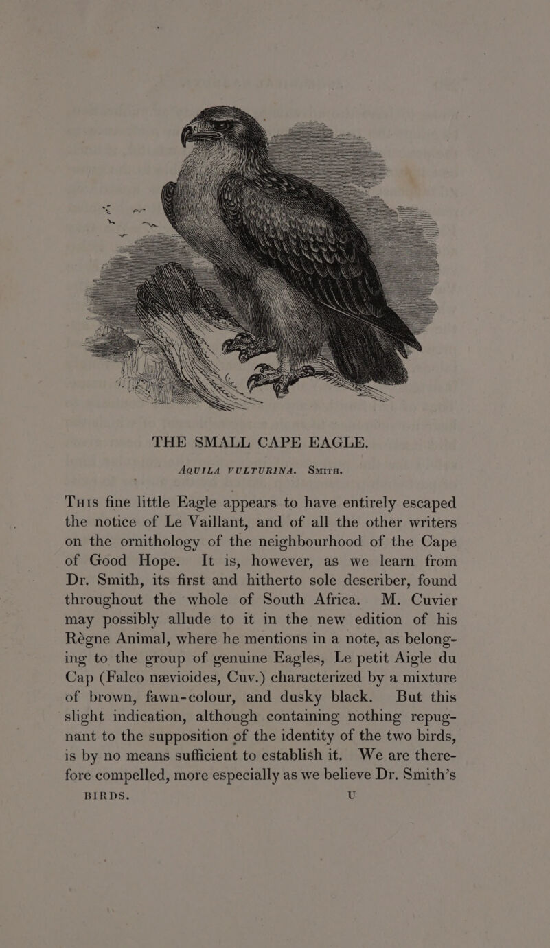 AQUILA VULTURINA. Smira. Tuts fine little Eagle appears to have entirely escaped the notice of Le Vaillant, and of all the other writers on the ornithology of the neighbourhood of the Cape of Good Hope. It is, however, as we learn from Dr. Smith, its first and hitherto sole describer, found throughout the whole of South Africa, M. Cuvier may possibly allude to it in the new edition of his Régne Animal, where he mentions in a note, as belong- ing to the group of genuine Eagles, Le petit Aigle du Cap (Falco nevioides, Cuv.) characterized by a mixture of brown, fawn-colour, and dusky black. But this slight indication, although containing nothing repug- nant to the supposition of the identity of the two birds, is by no means sufficient to establish it. We are there- fore compelled, more especially as we believe Dr. Smith’s BIRDS. U