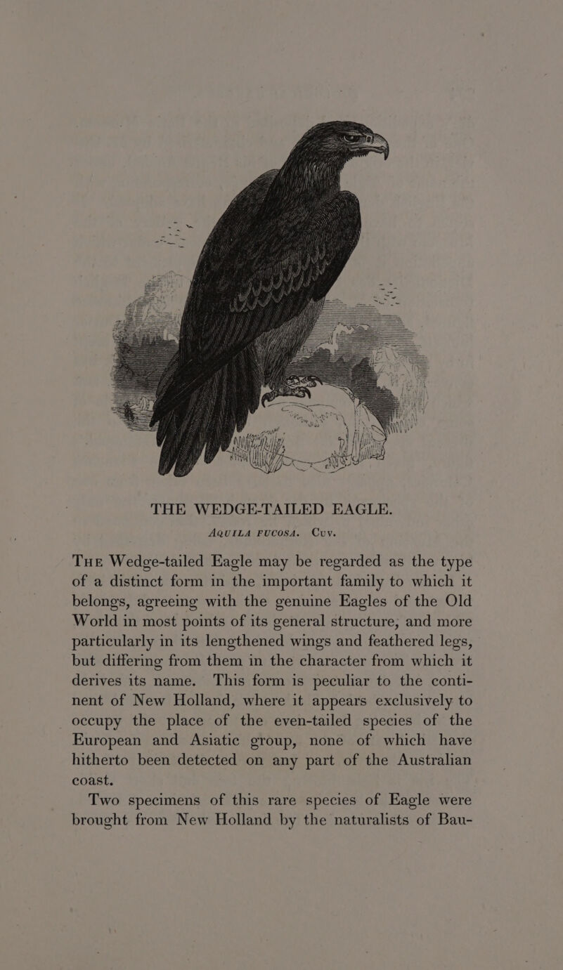 Tue Wedge-tailed Eagle may be regarded as the type of a distinct form in the important family to which it belongs, agreeing with the genuine Eagles of the Old World in most points of its general structure, and more particularly in its lengthened wings and feathered legs, but differing from them in the character from which it derives its name. This form is peculiar to the conti- nent of New Holland, where it appears exclusively to occupy the place of the even-tailed species of the European and Asiatic group, none of which have hitherto been detected on any part of the Australian coast. Two specimens of this rare species of Eagle were brought from New Holland by the naturalists of Bau-