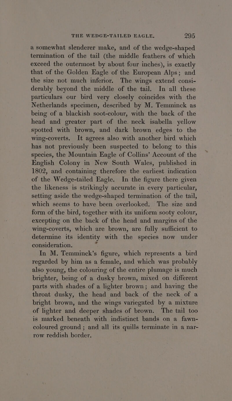 a somewhat slenderer make, and of the wedge-shaped termination of the tail (the middle feathers of which exceed the outermost by about four inches), is exactly that of the Golden Eagle of the European Alps; and the size not much inferior. The wings extend consi- derably beyond the middle of the tail. In all these particulars our bird very closely coincides with the Netherlands specimen, described by M. Temminck as being of a blackish soot-colour, with the back of the head and greater part of the. neck isabella yellow spotted with brown, and dark brown edges to the wing-coverts. It agrees also with another bird which has not previously been suspected to belong to this species, the Mountain Eagle of Collins’ Account of the English Colony in New South Wales, published in 1802, and containing therefore the earliest indication of the Wedge-tailed Eagle. In the figure there given the likeness is strikingly accurate in every particular, setting aside the wedge-shaped termination of the tail, which seems to have been overlooked. The size and form of the bird, together with its uniform sooty colour, excepting on the back of the head and margins of the wing-coverts, which are brown, are fully sufficient to determine its identity with the species now under consideration. In M. Temminck’s figure, which represents a bird regarded by him as a female, and which was probably also young, the colouring of the entire plumage is much brighter, being of a dusky brown, mixed on different parts with shades of a lighter brown; and having the throat dusky, the head and back of the neck of a bright brown, and the wings variegated by a mixture of lighter and deeper shades of brown. The tail too is marked beneath with indistinct bands on a fawn- coloured ground ; and all its quills terminate in a nar- row reddish border.