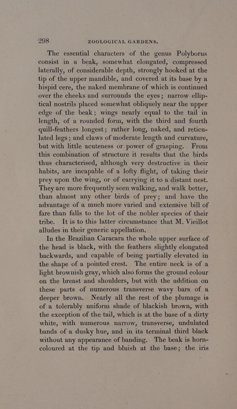 The essential characters of the genus Polyborus consist in a beak, somewhat elongated, compressed laterally, of considerable depth, strongly hooked at the tip of the upper mandible, and covered at its base by a hispid cere, the naked membrane of which is continued over the cheeks and surrounds the eyes; narrow ellip- tical nostrils placed somewhat obliquely near the upper edge of the beak; wings nearly equal to the tail in length, of a rounded form, with the third and fourth quill-feathers longest; rather long, naked, and reticu- lated legs ; and claws of moderate length and curvature, but with little acuteness or power of grasping. From this combination of structure it results that the birds thus characterised, although very destructive in their habits, are incapable of a lofty flight, of taking their prey upon the wing, or of carrying it to a distant nest. They are more frequently seen walking, and walk better, than almost any other birds of prey; and have the advantage of a much more varied and extensive bill of fare than falls to the lot of the nobler species of their tribe. It is to this latter circumstance that M. Vieillot alludes in their generic appellation. In the Brazilian Caracara the whole upper surface of the head is black, with the feathers slightly elongated backwards, and capable of being partially elevated in the shape ofa pointed crest. The entire neck is of a light brownish gray, which also forms the ground colour on the breast and shoulders, but with the addition on these parts of numerous transverse wavy bars of a deeper brown. Nearly all the rest of the plumage is of a tolerably uniform shade of blackish brown, with the exception of the tail, which is at the base of a dirty white, with numerous narrow, transverse, undulated bands of a dusky hue, and in its terminal third black without any appearance of banding. The beak is horn- coloured at the tip and bluish at the base; the iris