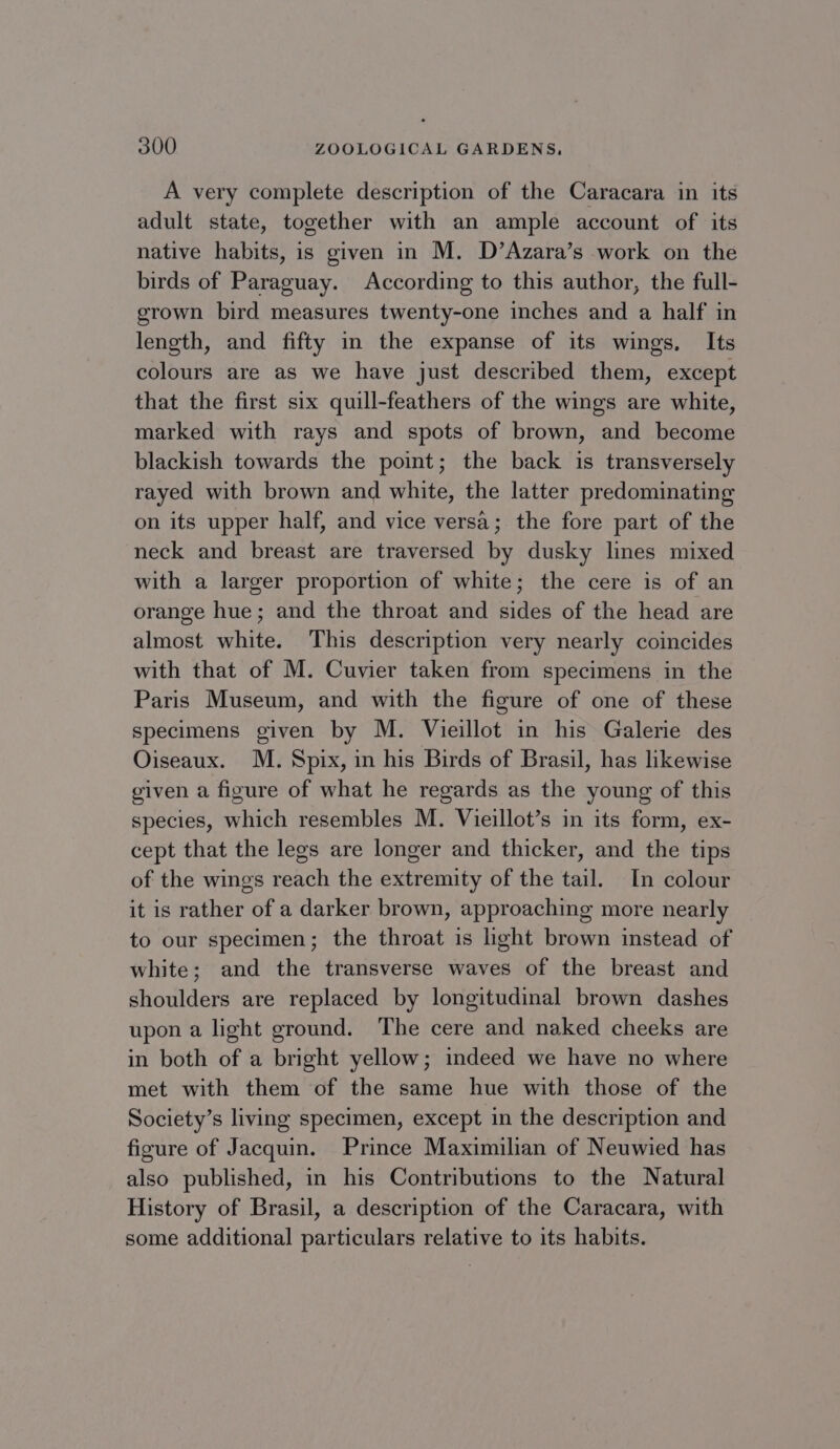 A very complete description of the Caracara in its adult state, together with an ample account of its native habits, is given in M. D’Azara’s work on the birds of Paraguay. According to this author, the full- grown bird measures twenty-one inches and a half in length, and fifty im the expanse of its wings. Its colours are as we have just described them, except that the first six quill-feathers of the wings are white, marked with rays and spots of brown, and become blackish towards the point; the back is transversely rayed with brown and white, the latter predominating on its upper half, and vice versa; the fore part of the neck and breast are traversed by dusky lines mixed with a larger proportion of white; the cere is of an orange hue; and the throat and sides of the head are almost white. This description very nearly coincides with that of M. Cuvier taken from specimens in the Paris Museum, and with the figure of one of these specimens given by M. Vieillot in his Galerie des Oiseaux. M. Spix, in his Birds of Brasil, has likewise given a figure of what he regards as the young of this species, which resembles M. Vieillot’s in its form, ex- cept that the legs are longer and thicker, and the tips of the wings reach the extremity of the tail. In colour it is rather of a darker brown, approaching more nearly to our specimen; the throat is light brown instead of white; and the transverse waves of the breast and shoulders are replaced by longitudinal brown dashes upon a light ground. The cere and naked cheeks are in both of a bright yellow; indeed we have no where met with them of the same hue with those of the Society’s living specimen, except in the description and figure of Jacquin. Prince Maximilian of Neuwied has also published, in his Contributions to the Natural History of Brasil, a description of the Caracara, with some additional particulars relative to its habits.