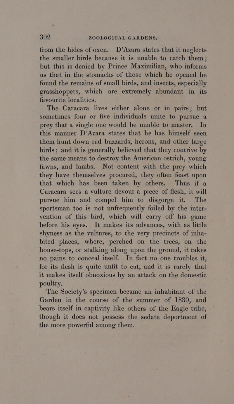 from the hides of oxen. D’Azara states that it neglects the smaller birds because it is unable to catch them; but this is denied by Prince Maximilian, who informs us that in the stomachs of those which he opened he found the remains of small birds, and insects, especially grasshoppers, which are extremely abundant in its favourite localities. The Caracara lives either sine or in pairs; but sometimes four or five individuals unite to pursue a prey that a single one would be unable to master. In this manner D’Azara states that he has himself seen them hunt down red buzzards, herons, and other large birds; and it is generally believed that they contrive by the same means to destroy the American ostrich, young fawns, and lambs. Not content with the prey which they have themselves procured, they often feast upon that which has been taken by others. Thus if a Caracara sees a vulture devour a piece of flesh, it will pursue him and compel him to disgorge it. The sportsman too is not unfrequently foiled by the inter- vention of this bird, which will carry off his game before his eyes. It makes its advances, with as little shyness as the vultures, to the very precincts of inha- bited places, where, perched on the trees, on the house-tops, or stalking along upon the ground, it takes no pains to conceal itself. In fact no one troubles it, for its flesh is quite unfit to eat, and it is rarely that it makes itself obnoxious by an attack on the domestic poultry. The Society’ Ss specimen became an inhabitant of the Garden in the course of the summer of 1830, and bears itself in captivity like others of the Eagle tribe, though it does not possess the sedate deportment of the more powerful among them.