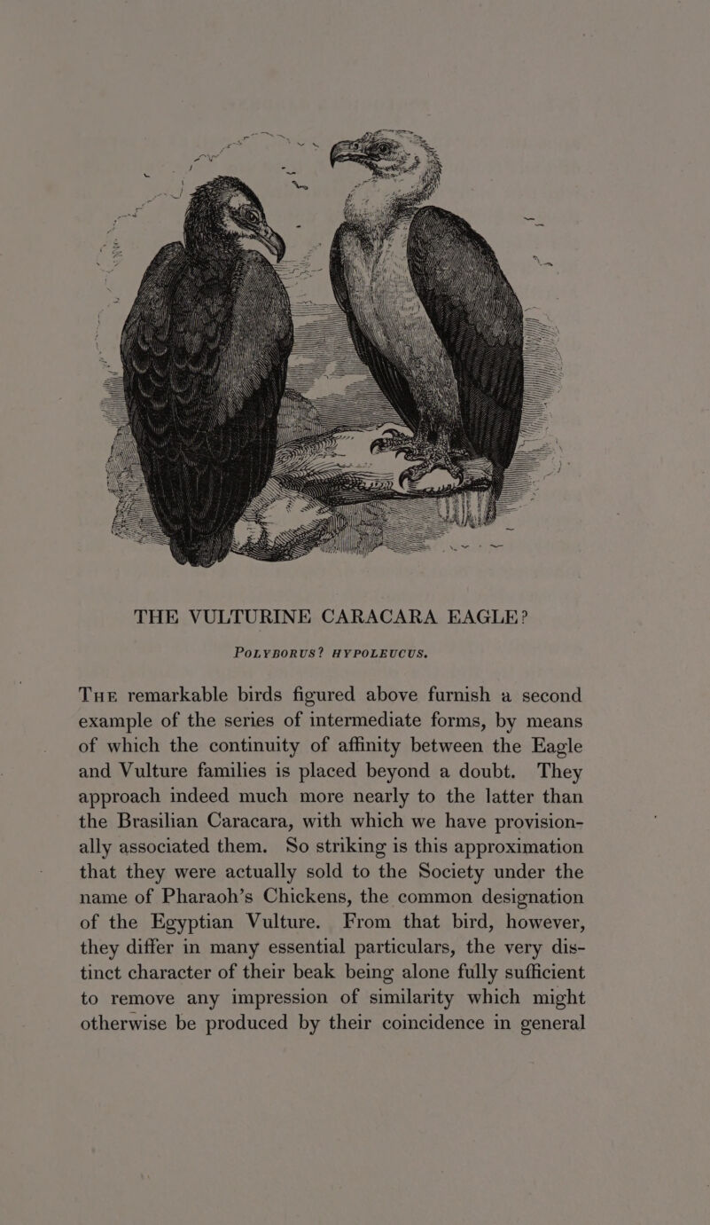 PoLYBORUS? HYPOLEUCUS. Tue remarkable birds figured above furnish a second example of the series of intermediate forms, by means of which the continuity of affinity between the Eagle and Vulture families is placed beyond a doubt. They approach indeed much more nearly to the latter than the Brasilian Caracara, with which we have provision- ally associated them. So striking is this approximation that they were actually sold to the Society under the name of Pharaoh’s Chickens, the common designation of the Egyptian Vulture. From that bird, however, they differ in many essential particulars, the very dis- tinct character of their beak being alone fully sufficient to remove any impression of similarity which might otherwise be produced by their coincidence in general