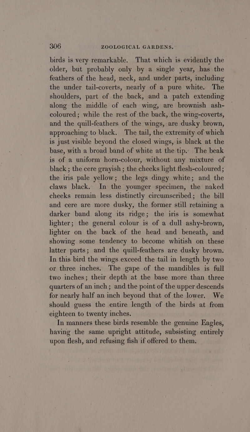 birds is very remarkable. That which is evidently the older, but probably only by a single year, has the feathers of the head, neck, and under parts, including the under tail-coverts, nearly of a pure white. The shoulders, part of the back, and a patch extending along the middle of each wing, are brownish ash- coloured; while the rest of the back, the wing-coverts, and the quill-feathers of the wings, are dusky brown, approaching to black. The tail, the extremity of which is just visible beyond the closed wings, is black at the base, with a broad band of white at the tip.. The beak is of a uniform horn-colour, without any mixture of black ; the cere grayish ; the cheeks light flesh-coloured ; the iris pale yellow; the legs dingy white; and the claws black. In the younger specimen, the naked cheeks remain less distinctly circumscribed; the bill and cere are more dusky, the former still retaining a darker band along its ridge; the iris is somewhat lighter; the general colour is of a dull ashy-brown, lighter on the back of the head and beneath, and showing some tendency to become whitish on these latter parts; and the quill-feathers are dusky brown. In this bird the wings exceed the tail in length by two or three inches. The gape of the mandibles is full two inches; their depth at the base more than three quarters of an inch; and the point of the upper descends for nearly half an inch beyond that of the lower. We should guess the entire length of the birds at from eighteen to twenty inches. In manners these birds resemble the genuine Eagles, having the same upright attitude, subsisting entirely upon flesh, and refusing fish if offered to them.