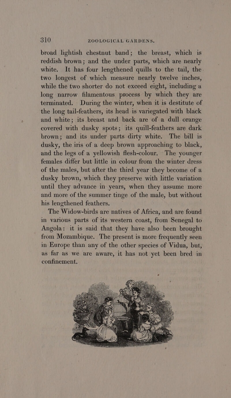 broad lightish chestnut band; the breast, which is reddish brown; and the under parts, which are nearly white. It has four lengthened quills to the tail, the two longest of which measure nearly twelve inches, while the two shorter do not exceed eight, including a long narrow filamentous process by which they are terminated. During the winter, when it is destitute of the long tail-feathers, its head is variegated with black and white; its breast and back are of a dull orange covered with dusky spots; its quill-feathers are dark brown; and its under parts dirty white. The bill is dusky, the iris of a deep brown approaching to black, and the legs of a yellowish flesh-colour. The younger females differ but little in colour from the winter dress of the males, but after the third year they become of a dusky brown, which they preserve with little variation until they advance in years, when they assume more and more of the summer tinge of the male, but without his lengthened feathers. The Widow-birds are natives of Africa, and are found in various parts of its western coast, from Senegal to Angola: it is said that they have also been brought from Mozambique. The present is more frequently seen in Europe than any of the other species of Vidua, but, as far as we are aware, it has not yet been bred in confinement.