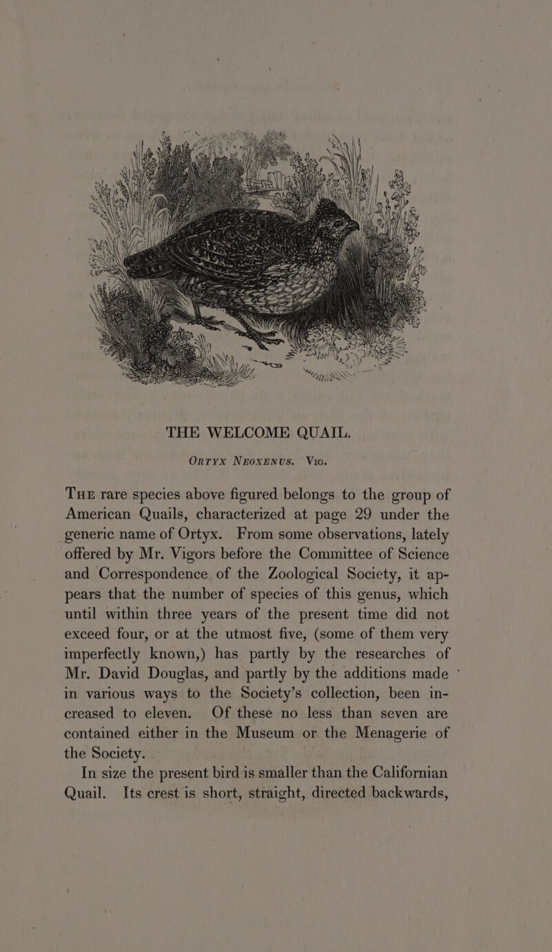 OrtTyx NEOXENUS. Vic. Tur rare species above figured belongs to the group of American Quails, characterized at page 29 under the generic name of Ortyx. From some observations, lately offered by Mr. Vigors before the Committee of Science and Correspondence. of the Zoological Society, it ap- pears that the number of species of this genus, which until within three years of the present time did not exceed four, or at the utmost five, (some of them very imperfectly known,) has partly by the researches of Mr. David Douglas, and partly by the additions made ° in various ways to the Society’s collection, been in- creased to eleven. Of these no less than seven are contained either in the Museum or the Menagerie of the Society. . ! In size the present bird is smaller than the Californian Quail. Its crest is short, straight, directed backwards,
