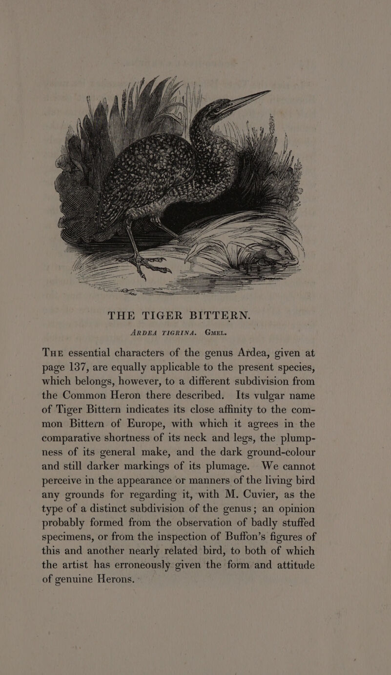 Tue essential characters of the genus Ardea, given at page 137, are equally applicable to the present species, which belongs, however, to a different subdivision from the Common Heron there described. Its vulgar name of Tiger Bittern indicates its close affinity to the com- mon Bittern of Europe, with which it agrees in the comparative shortness of its neck and legs, the plump- ness of its general make, and the dark ground-colour and still darker markings of its plumage. We cannot perceive in the appearance or manners of the living bird any grounds for regarding it, with M. Cuvier, as the type of a distinct subdivision of the genus; an opinion probably formed from the observation of badly stuffed specimens, or from the inspection of Buffon’s figures of this and another nearly related bird, to both of which the artist has erroneously given the form and attitude of genuine Herons.