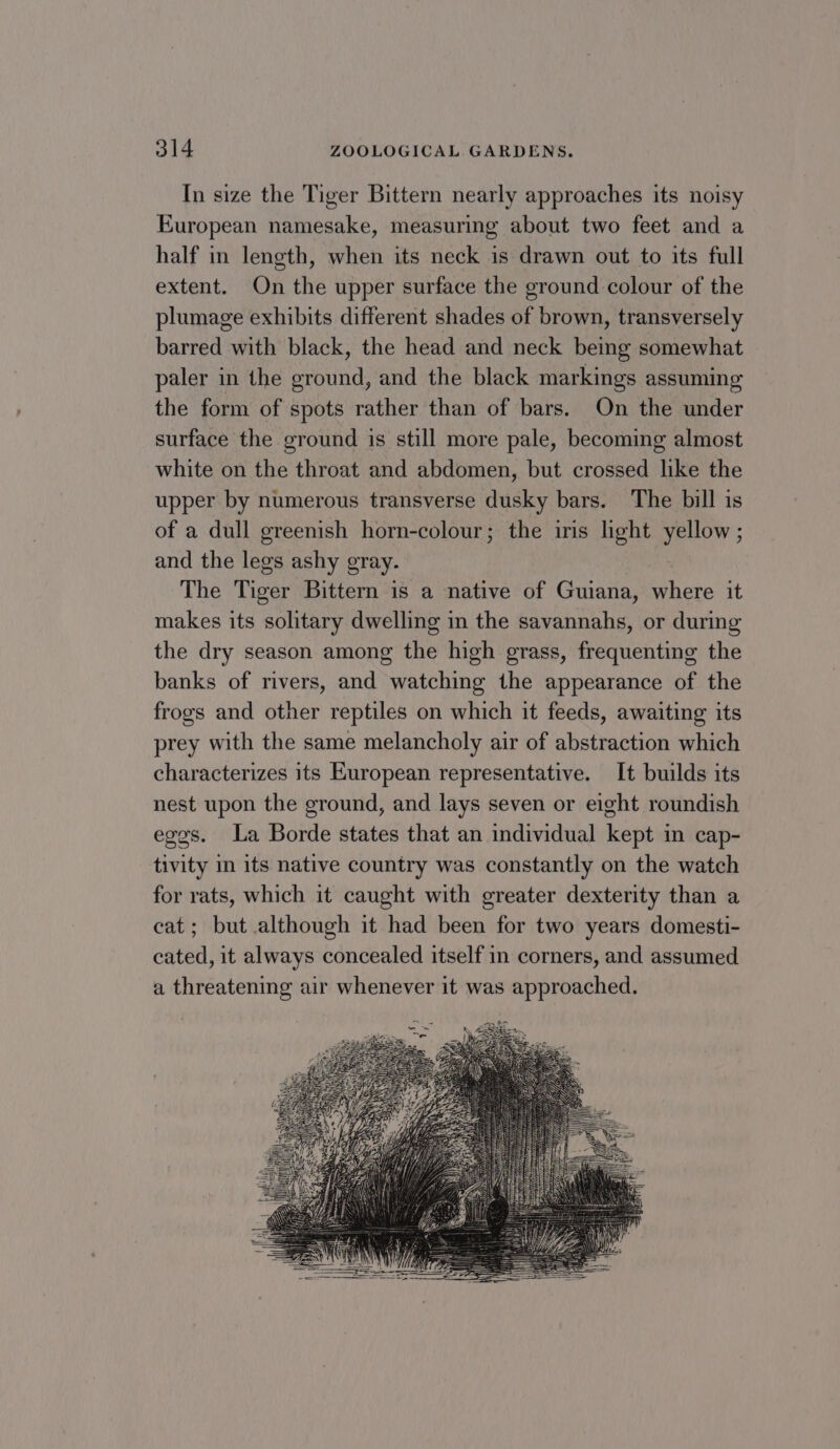 In size the Tiger Bittern nearly approaches its noisy European namesake, measuring about two feet and a half in length, when its neck is drawn out to its full extent. On the upper surface the ground colour of the plumage exhibits different shades of brown, transversely barred with black, the head and neck beg somewhat paler in the ground, and the black markings assuming the form of spots rather than of bars. On the under surface the ground is still more pale, becoming almost white on the throat and abdomen, but crossed like the upper by numerous transverse dusky bars. The bill is of a dull greenish horn-colour; the iris light yellow ; and the legs ashy gray. The Tiger Bittern is a native of Guiana, where it makes its solitary dwelling in the savannahs, or during the dry season among the high grass, frequenting the banks of rivers, and watching the appearance of the frogs and other reptiles on which it feeds, awaiting its prey with the same melancholy air of abstraction which characterizes its European representative. It builds its nest upon the ground, and lays seven or eight roundish egos. La Borde states that an individual kept in cap- tivity in its native country was constantly on the watch for rats, which it caught with greater dexterity than a cat; but although it had been for two years domesti- cated, it always concealed itself in corners, and assumed a threatening air whenever it was approached.