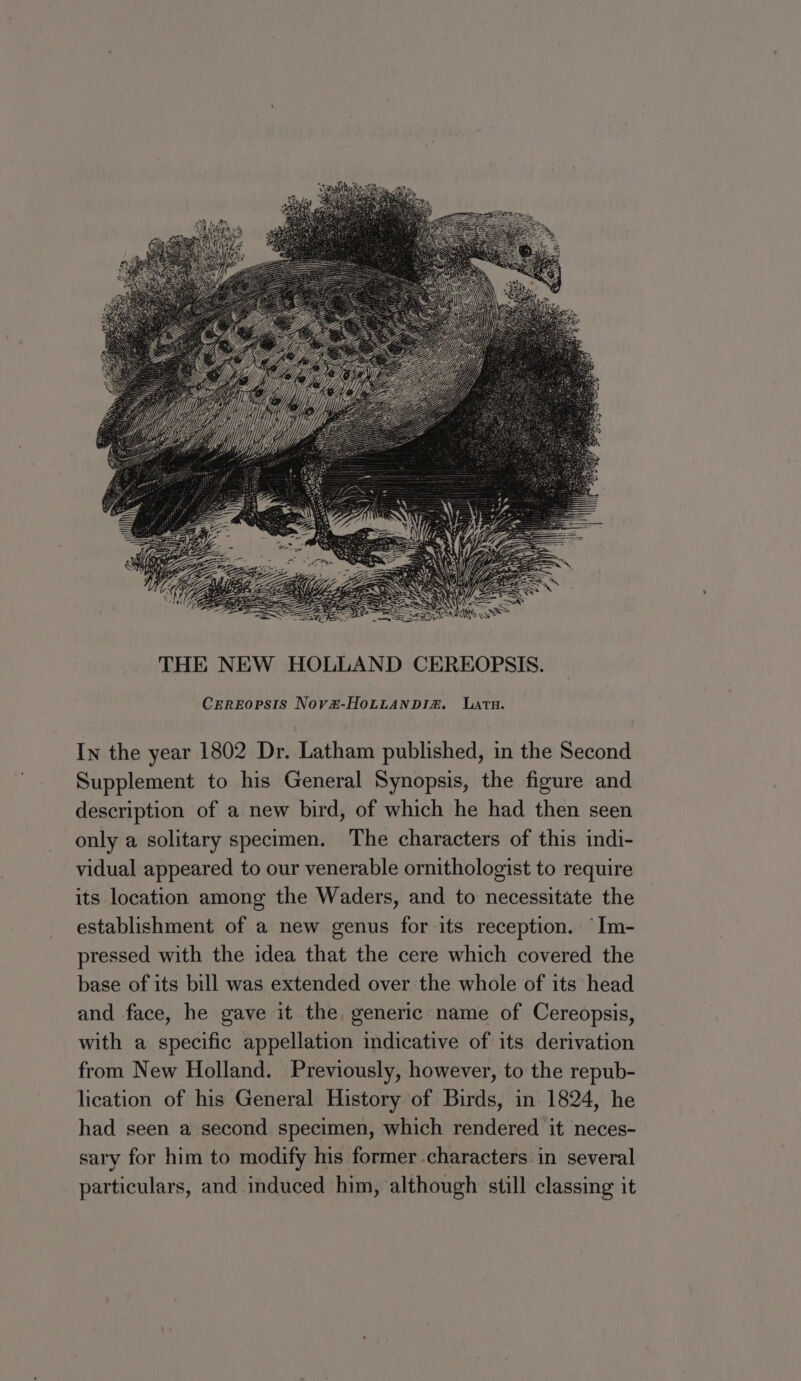 CereEopsts Nov#-HoLLanpiaz. Latu. In the year 1802 Dr. Latham published, in the Second Supplement to his General Synopsis, the figure and description of a new bird, of which he had then seen only a solitary specimen. The characters of this indi- vidual appeared to our venerable ornithologist to require its location among the Waders, and to necessitate the establishment of a new genus for its reception. “Im- pressed with the idea that the cere which covered the base of its bill was extended over the whole of its head and face, he gave it the, generic name of Cereopsis, with a specific appellation indicative of its derivation from New Holland. Previously, however, to the repub- lication of his General History of Birds, in 1824, he had seen a second specimen, which rendered it neces- sary for him to modify his former characters in several particulars, and induced him, although still classing it