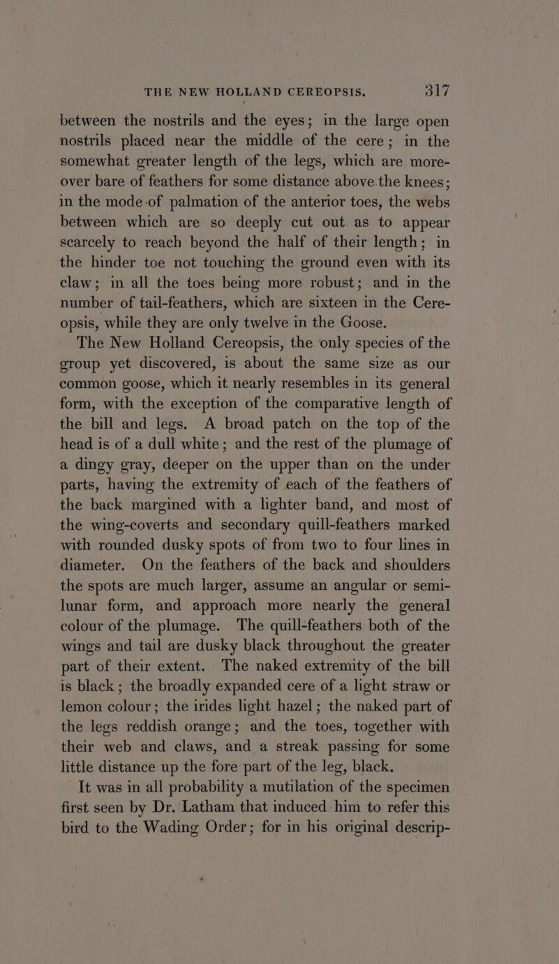 between the nostrils and the eyes; in the large open nostrils placed near the middle of the cere; in the somewhat greater length of the legs, which are more- over bare of feathers for some distance above.the knees; in the mode-of palmation of the anterior toes, the webs between which are so deeply cut out as to appear scarcely to reach beyond the half of their length; in the hinder toe not touching the ground even with its claw; in all the toes being more robust; and in the number of tail-feathers, which are sixteen in the Cere- opsis, while they are only twelve in the Goose. The New Holland Cereopsis, the only species of the group yet discovered, is about the same size as our common goose, which it nearly resembles in its general form, with the exception of the comparative length of the bill and legs. A broad patch on the top of the head is of a dull white; and the rest of the plumage of a dingy gray, deeper on the upper than on the under parts, having the extremity of each of the feathers of the back margined with a lighter band, and most of the wing-coverts and secondary quill-feathers marked with rounded dusky spots of from two to four lines in diameter. On the feathers of the back and shoulders the spots are much larger, assume an angular or semi- lunar form, and approach more nearly the general colour of the plumage. The quill-feathers both of the wings and tail are dusky black throughout the greater part of their extent. The naked extremity of the bill is black ; the broadly expanded cere of a light straw or lemon colour ; the irides light hazel; the naked part of the legs reddish orange; and the toes, together with their web and claws, and a streak passing for some little distance up the fore part of the leg, black. It was in all probability a mutilation of the specimen first seen by Dr. Latham that induced him to refer this bird to the Wading Order; for in his original descrip-