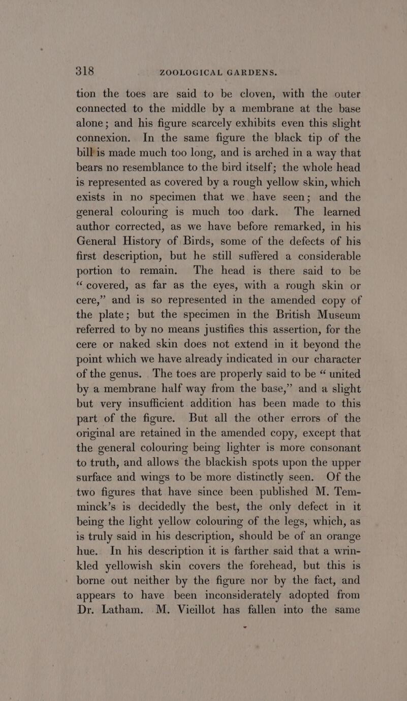 tion the toes are said to be cloven, with the outer connected to the middle by a membrane at the base alone ; and his figure scarcely exhibits even this slight connexion. In the same figure the black tip of the bilkis made much too long, and is arched in a way that bears no resemblance to the bird itself; the whole head is represented as covered by a rough yellow skin, which exists in no specimen that we have seen; and the general colouring is much too dark. The learned author corrected, as we have before remarked, in his General History of Birds, some of the defects of his first description, but he still suffered a considerable portion to remain. The head is there said to be “ covered, as far as the eyes, with a rough skin or cere,” and is so represented in the amended copy of the plate; but the specimen in the British Museum referred to by no means justifies this assertion, for the cere or naked skin does not extend in it beyond the point which we have already indicated in our character of the genus. The toes are properly said to be “ united by a membrane half way from the base,” and a slight but very insufficient addition has been made to this part of the figure. But all the other errors of the original are retained in the amended copy, except that the general colouring being lighter is more consonant to truth, and allows the blackish spots upon the upper surface and wings to be more distinctly seen. Of the two figures that have since been published M. Tem- minck’s is decidedly the best, the only defect in it being the light yellow colouring of the legs, which, as is truly said in his description, should be of an orange hue. In his description it is farther said that a wrin- kled yellowish skin covers the forehead, but this is borne out neither by the figure nor by the fact, and appears to have been inconsiderately adopted from Dr. Latham. M. Vieillot has fallen into the same -