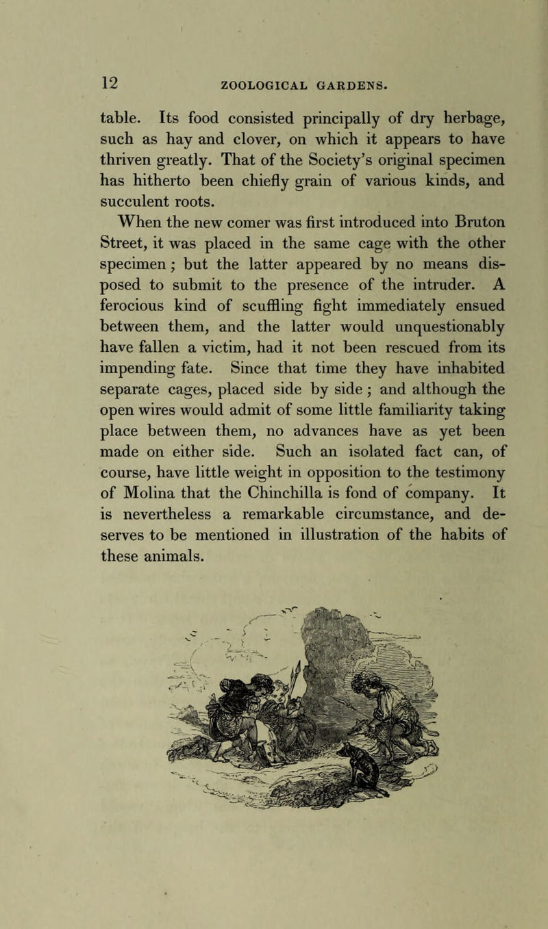 table. Its food consisted principally of dry herbage, such as hay and clover, on which it appears to have thriven greatly. That of the Society’s original specimen has hitherto been chiefly grain of various kinds, and succulent roots. When the new comer was first introduced into Bruton Street, it was placed in the same cage with the other specimen; but the latter appeared by no means dis¬ posed to submit to the presence of the intruder. A ferocious kind of scuffling fight immediately ensued between them, and the latter would unquestionably have fallen a victim, had it not been rescued from its impending fate. Since that time they have inhabited separate cages, placed side by side; and although the open wires would admit of some little familiarity taking place between them, no advances have as yet been made on either side. Such an isolated fact can, of course, have little weight in opposition to the testimony of Molina that the Chinchilla is fond of company. It is nevertheless a remarkable circumstance, and de¬ serves to be mentioned in illustration of the habits of these animals.