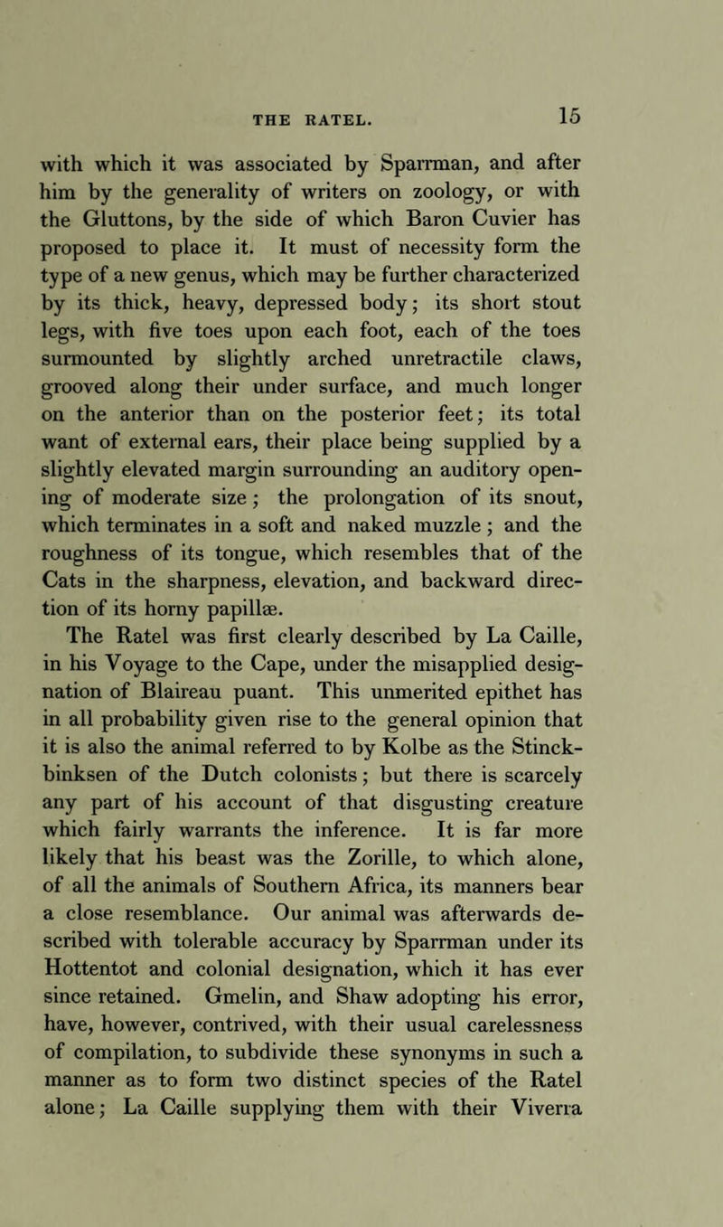with which it was associated by Sparrman, and after him by the generality of writers on zoology, or with the Gluttons, by the side of which Baron Cuvier has proposed to place it. It must of necessity form the type of a new genus, which may be further characterized by its thick, heavy, depressed body; its short stout legs, with five toes upon each foot, each of the toes surmounted by slightly arched unretractile claws, grooved along their under surface, and much longer on the anterior than on the posterior feet; its total want of external ears, their place being supplied by a slightly elevated margin surrounding an auditory open¬ ing of moderate size; the prolongation of its snout, which terminates in a soft and naked muzzle ; and the roughness of its tongue, which resembles that of the Cats in the sharpness, elevation, and backward direc¬ tion of its horny papillae. The Ratel was first clearly described by La Caille, in his Voyage to the Cape, under the misapplied desig¬ nation of Blaireau puant. This unmerited epithet has in all probability given rise to the general opinion that it is also the animal referred to by Kolbe as the Stinck- binksen of the Dutch colonists; but there is scarcely any part of his account of that disgusting creature which fairly warrants the inference. It is far more likely that his beast was the Zorille, to which alone, of all the animals of Southern Africa, its manners bear a close resemblance. Our animal was afterwards de¬ scribed with tolerable accuracy by Sparrman under its Hottentot and colonial designation, which it has ever since retained. Gmelin, and Shaw adopting his error, have, however, contrived, with their usual carelessness of compilation, to subdivide these synonyms in such a manner as to form two distinct species of the Ratel alone; La Caille supplying them with their Viverra