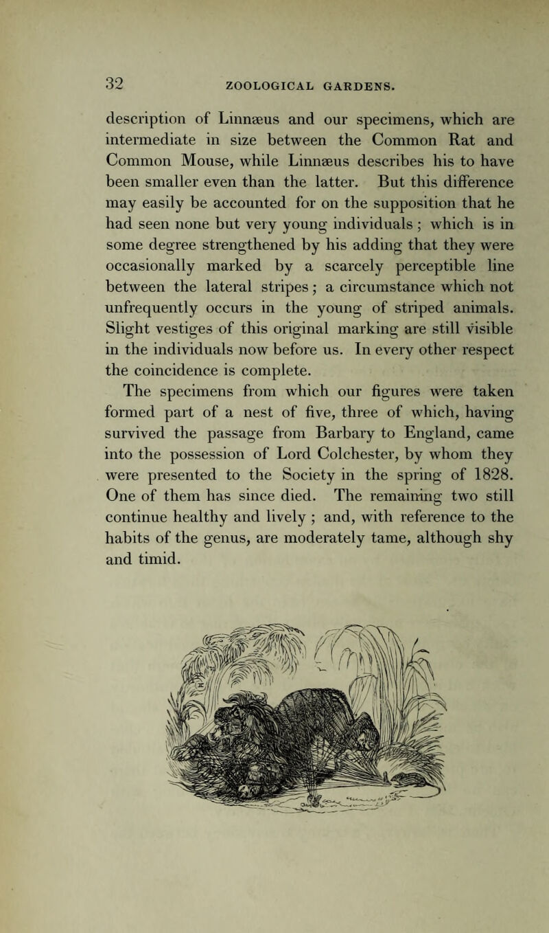 description of Linnaeus and our specimens, which are intermediate in size between the Common Rat and Common Mouse, while Linnaeus describes his to have been smaller even than the latter. But this difference may easily be accounted for on the supposition that he had seen none but very young individuals ; which is in some degree strengthened by his adding that they were occasionally marked by a scarcely perceptible line between the lateral stripes; a circumstance which not unfrequently occurs in the young of striped animals. Slight vestiges of this original marking are still visible in the individuals now before us. In every other respect the coincidence is complete. The specimens fiom which our figures were taken formed part of a nest of five, three of which, having survived the passage from Barhaiy to England, came into the possession of Lord Colchester, by whom they were presented to the Society in the spring of 1828. One of them has since died. The remaining two still continue healthy and lively ; and, with reference to the habits of the genus, are moderately tame, although shy and timid.