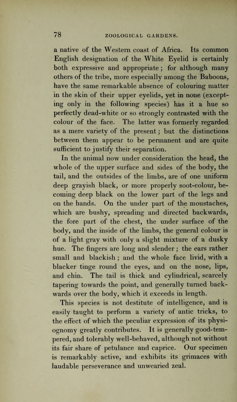 a native of the Western coast of Africa. Its common English designation of the White Eyelid is certainly both expressive and appropriate; for although many others of the tribe, more especially among the Baboons, have the same remarkable absence of colouring matter in the skin of their upper eyelids, yet in none (except¬ ing only in the following species) has it a hue so perfectly dead-white or so strongly contrasted with the colour of the face. The latter was formerly regarded as a mere variety of the present; but the distinctions between them appear to be permanent and are quite sufficient to justify their separation. In the animal now under consideration the head, the whole of the upper surface and sides of the body, the tail, and the outsides of the limbs, are of one uniform deep grayish black, or more properly soot-colour, be¬ coming deep black on the lower part of the legs and on the hands. On the under part of the moustaches, which are bushy, spreading and directed backwards, the fore part of the chest, the under surface of the body, and the inside of the limbs, the general colour is of a light gray with only a slight mixture of a dusky hue. The fingers are long and slender; the ears rather small and blackish ; and the whole face livid, with a blacker tinge round the eyes, and on the nose, lips, and chin. The tail is thick and cylindrical, scarcely tapering towards the point, and generally turned back¬ wards over the body, which it exceeds in length. This species is not destitute of intelligence, and is easily taught to perform a variety of antic tricks, to the effect of which the peculiar expression of its physi¬ ognomy greatly contributes. It is generally good-tem¬ pered, and tolerably well-behaved, although not without its fair share of petulance and caprice. Our specimen is remarkably active, and exhibits its grimaces with laudable perseverance and unwearied zeal.