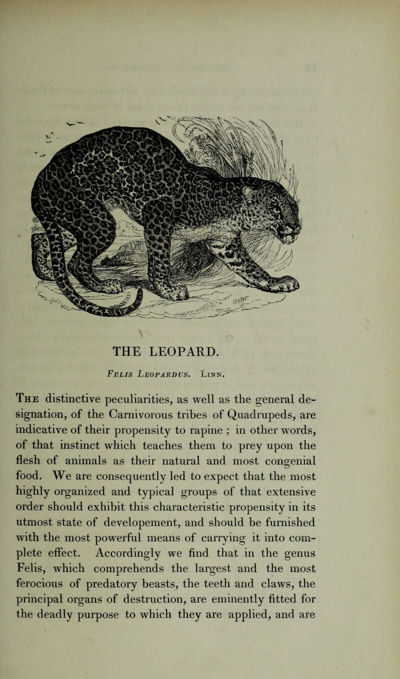 Felis Leopardvs. Linn. The distinctive peculiarities, as well as the general de¬ signation, of the Carnivorous tribes of Quadrupeds, are indicative of their propensity to rapine ; in other words, of that instinct which teaches them to prey upon the flesh of animals as their natural and most congenial food. We are consequently led to expect that the most highly organized and typical groups of that extensive order should exhibit this characteristic propensity in its utmost state of developement, and should be furnished with the most powerful means of carrying it into com¬ plete effect. Accordingly we find that in the genus Felis, which comprehends the largest and the most ferocious of predatory beasts, the teeth and claws, the principal organs of destruction, are eminently fitted for the deadly purpose to which they are applied, and are