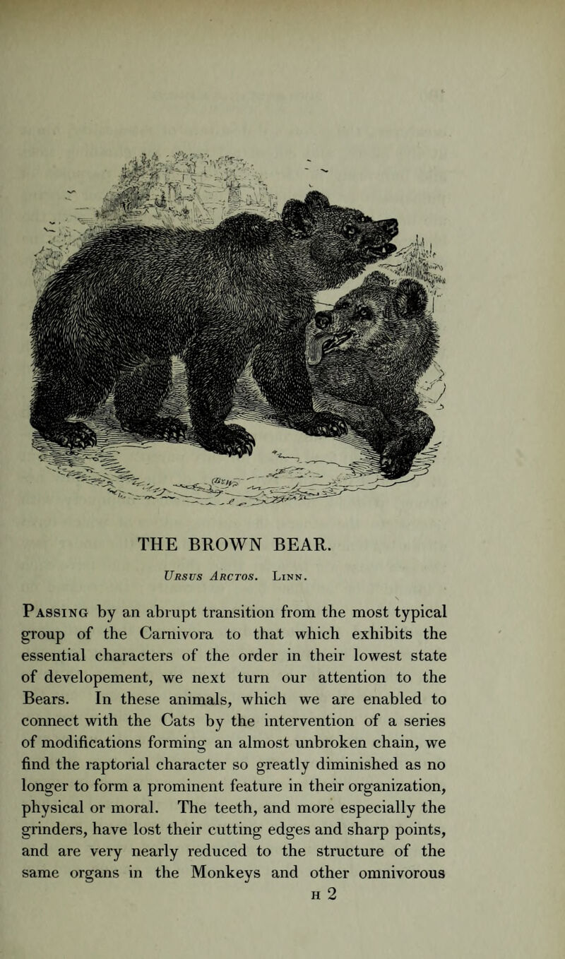 THE BROWN BEAR. Ursus Arctos. Linn. Passing by an abrupt transition from the most typical group of the Carnivora to that which exhibits the essential characters of the order in their lowest state of developement, we next turn our attention to the Bears. In these animals, which we are enabled to connect with the Cats by the intervention of a series of modifications forming an almost unbroken chain, we find the raptorial character so greatly diminished as no longer to form a prominent feature in their organization, physical or moral. The teeth, and more especially the grinders, have lost their cutting edges and sharp points, and are very nearly reduced to the structure of the same organs in the Monkeys and other omnivorous H 2