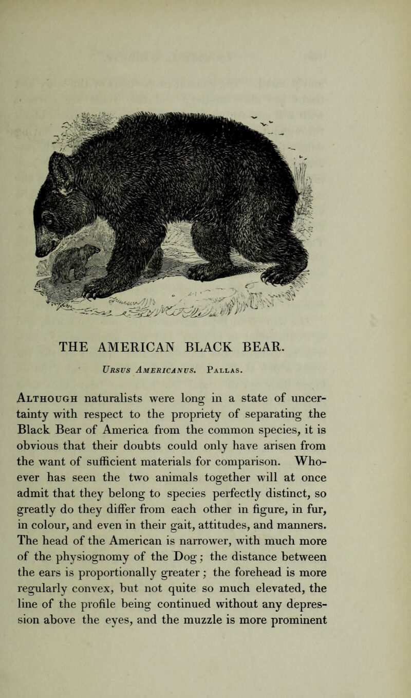 THE AMERICAN BLACK BEAR. Ursus Americanvs. Pallas. Although naturalists were long in a state of uncer¬ tainty with respect to the propriety of separating the Black Bear of America from the common species, it is obvious that their doubts could only have arisen from the want of sufficient materials for comparison. Who¬ ever has seen the two animals together will at once admit that they belong to species perfectly distinct, so greatly do they differ from each other in figure, in fur, in colour, and even in their gait, attitudes, and manners. The head of the American is narrower, with much more of the physiognomy of the Dog; the distance between the ears is proportionally greater; the forehead is more regularly convex, but not quite so much elevated, the line of the profile being continued without any depres¬ sion above the eyes, and the muzzle is more prominent