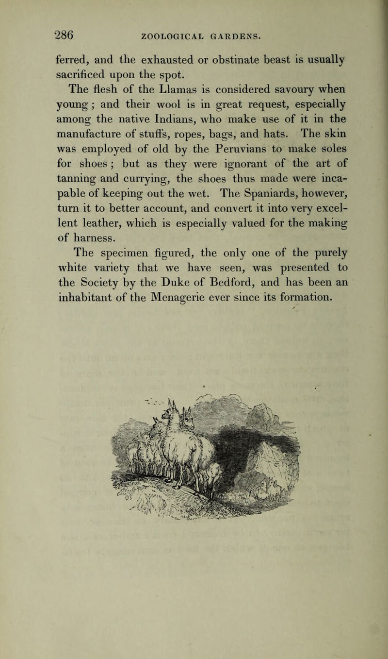 ferred, and the exhausted or obstinate beast is usually I sacrificed upon the spot. I The flesh of the Llamas is considered savoury when I young; and their wool is in great request, especially j among the native Indians, who make use of it in the | manufacture of stuffs, ropes, bags, and hats. The skin S was employed of old by the Peruvians to make soles for shoes ; but as they were ignorant of the art of tanning and currying, the shoes thus made were inca¬ pable of keeping out the wet. The Spaniards, however, turn it to better account, and convert it into very excel¬ lent leather, which is especially valued for the making ' of harness. The specimen figured, the only one of the purely white variety that we have seen, was presented to the Society by the Duke of Bedford, and has been an inhabitant of the Menagerie ever since its formation.