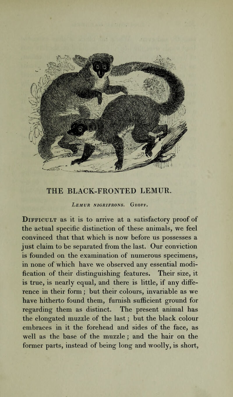 Lemur nigrifrons. Geoff. Difficult as it is to arrive at a satisfactory proof of the actual specific distinction of these animals, we feel convinced that that which is now before us possesses a just claim to be separated from the last. Our conviction is founded on the examination of numerous specimens, in none of which have we observed any essential modi¬ fication of their distinguishing features. Their size, it is true, is nearly equal, and there is little, if any diffe¬ rence in their form; but their colours, invariable as we have hitherto found them, furnish sufficient ground for regarding them as distinct. The present animal has the elongated muzzle of the last; but the black colour embraces in it the forehead and sides of the face, as well as the base of the muzzle; and the hair on the former parts, instead of being long and woolly, is short.