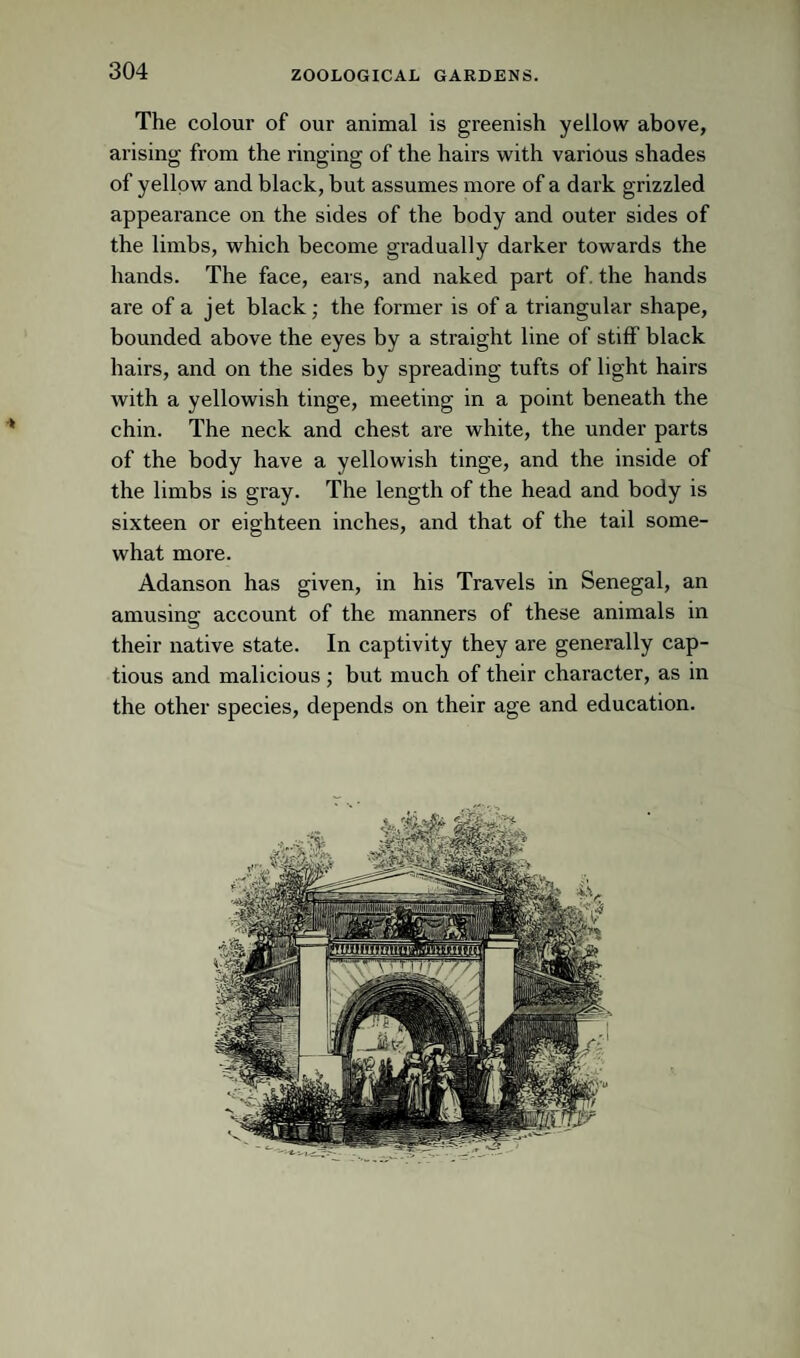 The colour of our animal is greenish yellow above, arising from the ringing of the hairs with various shades of yellow and black, but assumes more of a dark grizzled appearance on the sides of the body and outer sides of the limbs, which become gradually darker towards the hands. The face, ears, and naked part of. the hands are of a jet black; the former is of a triangular shape, bounded above the eyes by a straight line of stiff black hairs, and on the sides by spreading tufts of light hairs with a yellowish tinge, meeting in a point beneath the chin. The neck and chest are white, the under parts of the body have a yellowish tinge, and the inside of the limbs is gray. The length of the head and body is sixteen or eighteen inches, and that of the tail some¬ what more. Adanson has given, in his Travels in Senegal, an amusing account of the manners of these animals in their native state. In captivity they are generally cap¬ tious and malicious ; but much of their character, as in the other species, depends on their age and education.