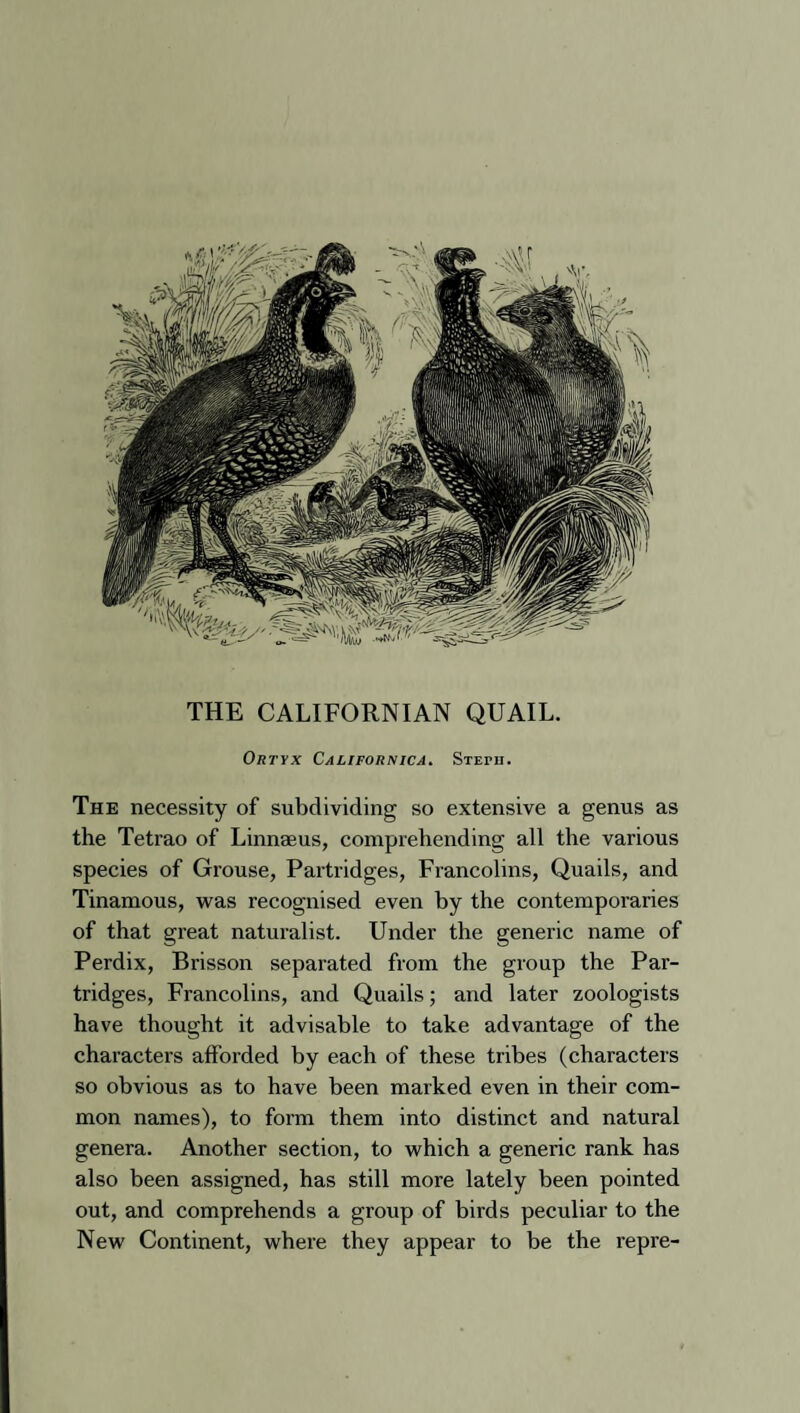 THE CALIFORNIAN QUAIL. Ortyx Californica. Stepii. The necessity of subdividing so extensive a genus as the Tetrao of Linnaeus, comprehending all the various species of Grouse, Partridges, Francolins, Quails, and Tinamous, was recognised even by the contemporaries of that great naturalist. Under the generic name of Perdix, Brisson separated from the group the Par¬ tridges, Francolins, and Quails; and later zoologists have thought it advisable to take advantage of the characters afforded by each of these tribes (characters so obvious as to have been marked even in their com¬ mon names), to form them into distinct and natural genera. Another section, to which a generic rank has also been assigned, has still more lately been pointed out, and comprehends a group of birds peculiar to the New Continent, where they appear to be the repre-